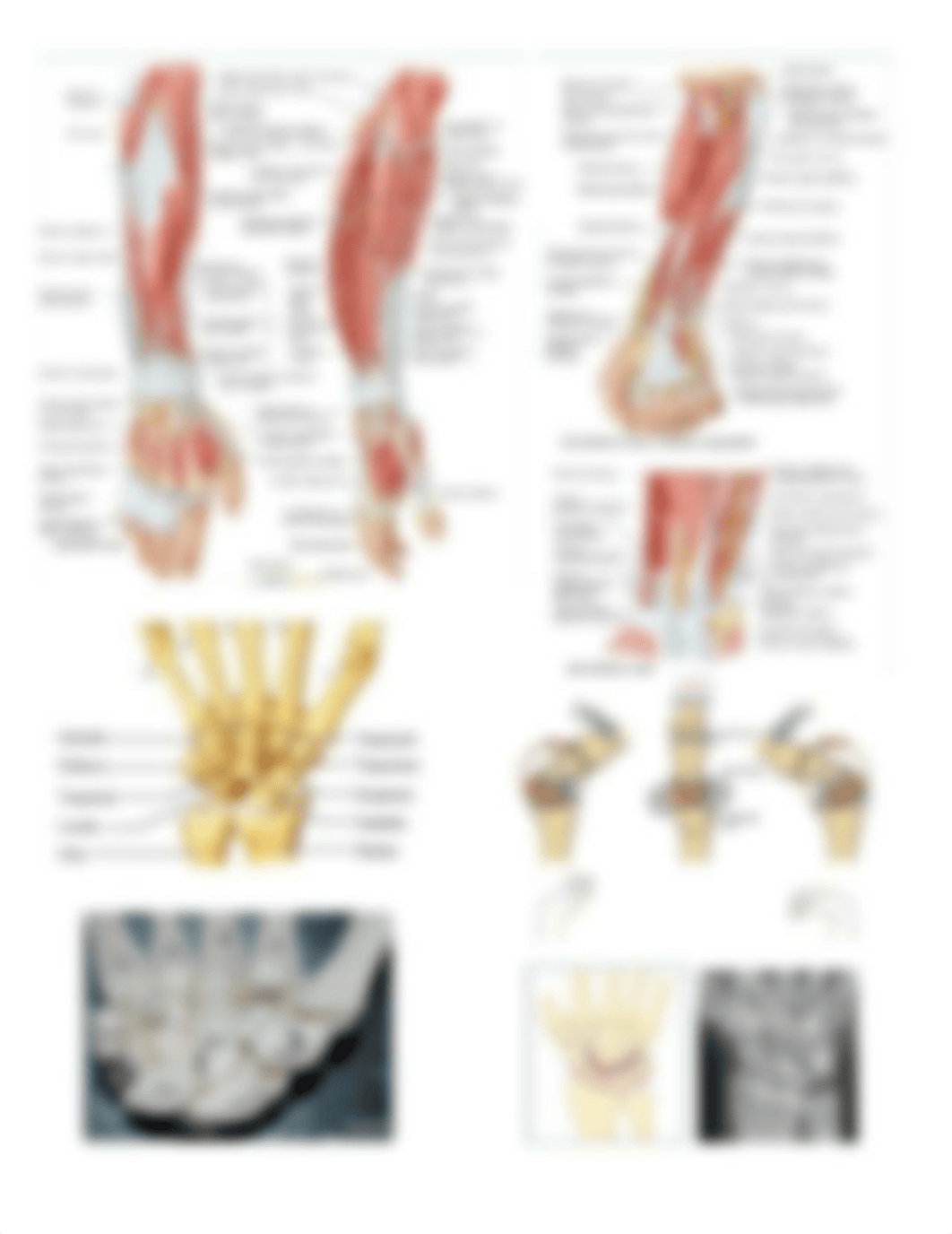 Wrist Gross Anatomy Lab.pdf_dbvm34htbem_page2