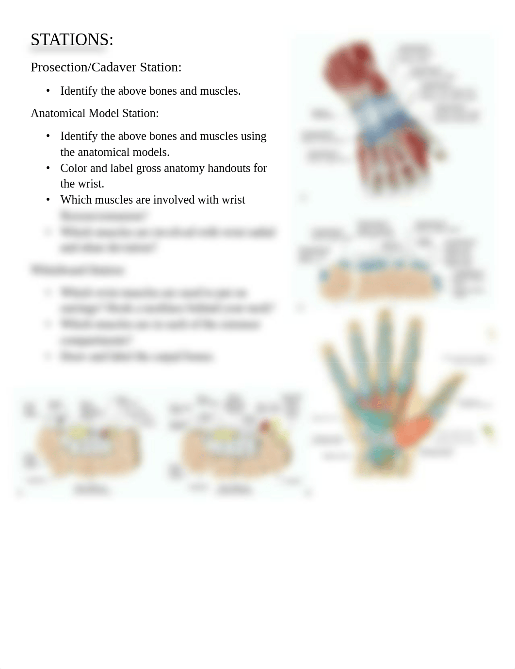 Wrist Gross Anatomy Lab.pdf_dbvm34htbem_page3