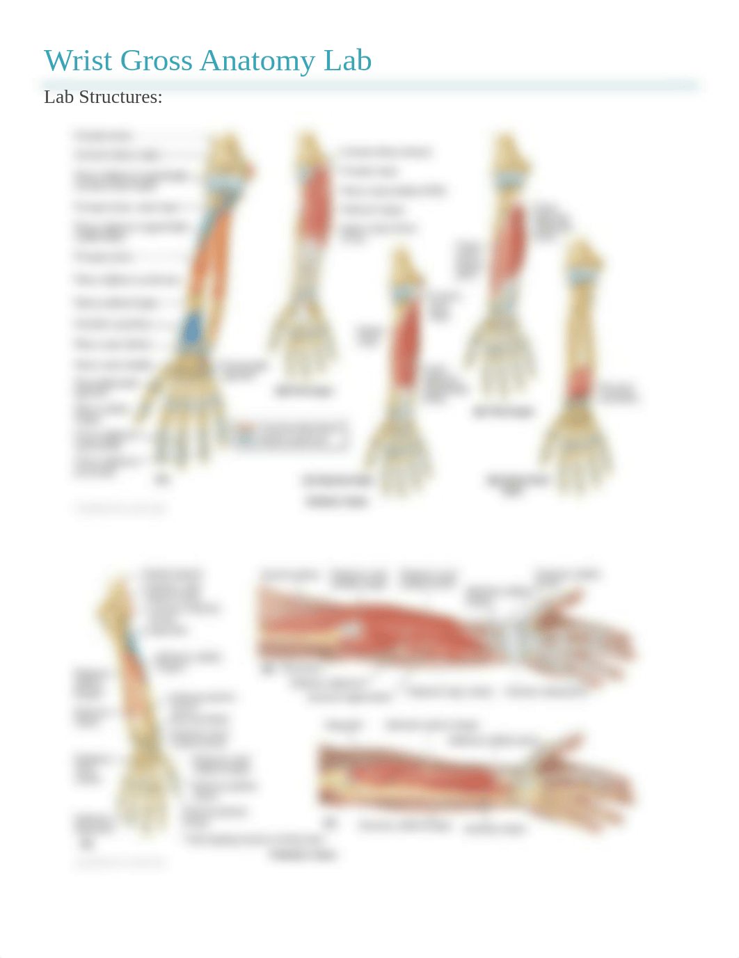 Wrist Gross Anatomy Lab.pdf_dbvm34htbem_page1