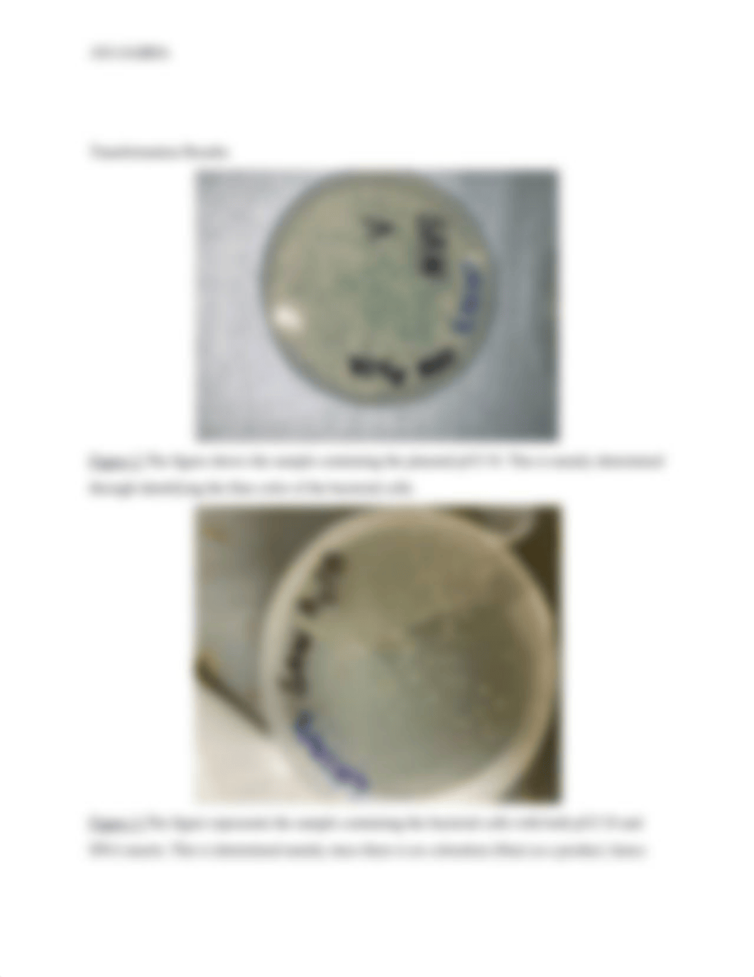 Agarose gel electrophoresis .docx_dbvols626fu_page3