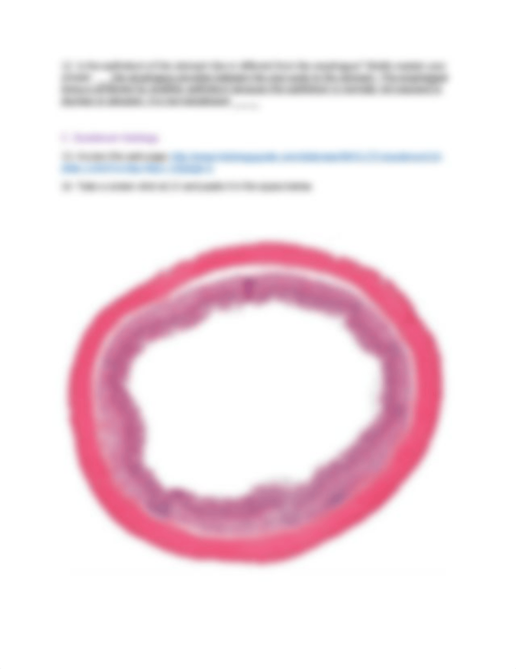 BIO-131 Digestive System Histology Lab Activity.docx_dbvrgpayjhi_page4