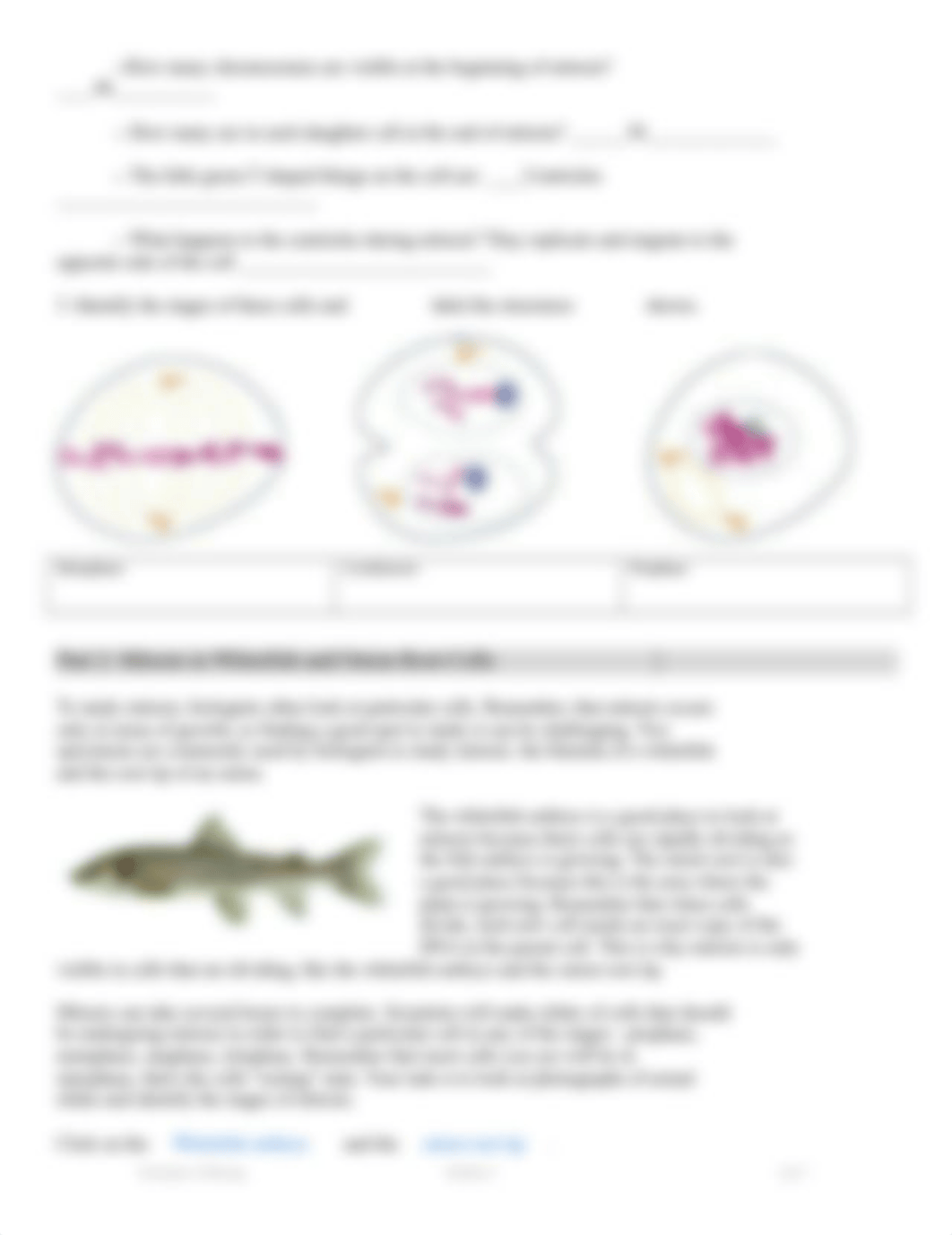 M4 Lab 2 Mitosis and Meiosis revSp21.docx_dbw6maf0amj_page2