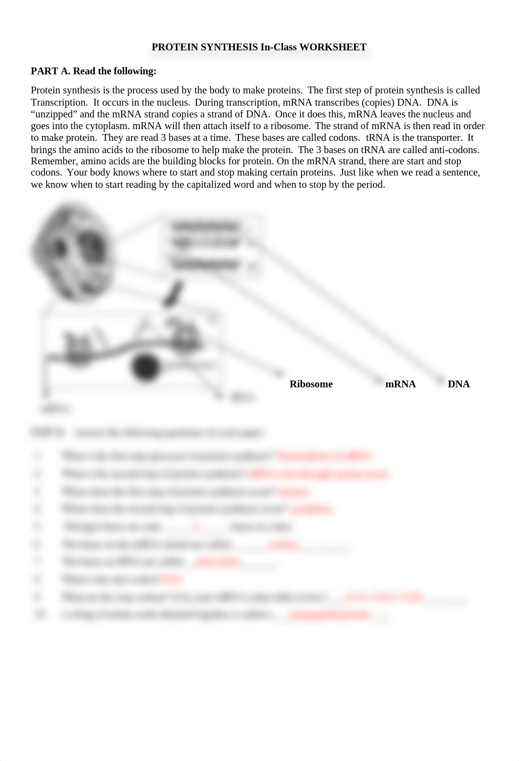 Protein Synthesis In-Class Worksheet.doc_dbxyil9uiz3_page1