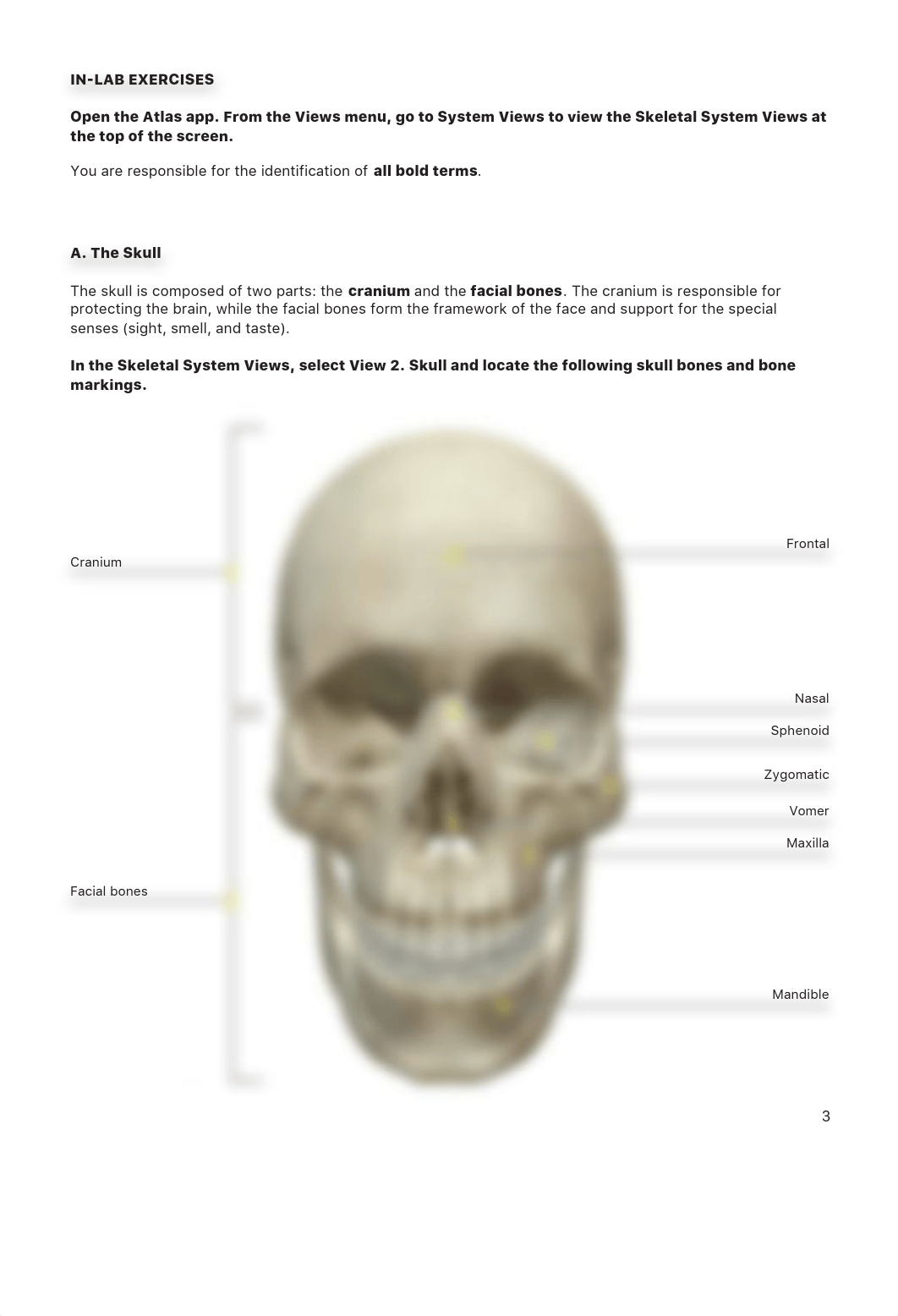 lab manual_axial_skeleton_atlas.pdf_dby2ulg54ag_page4