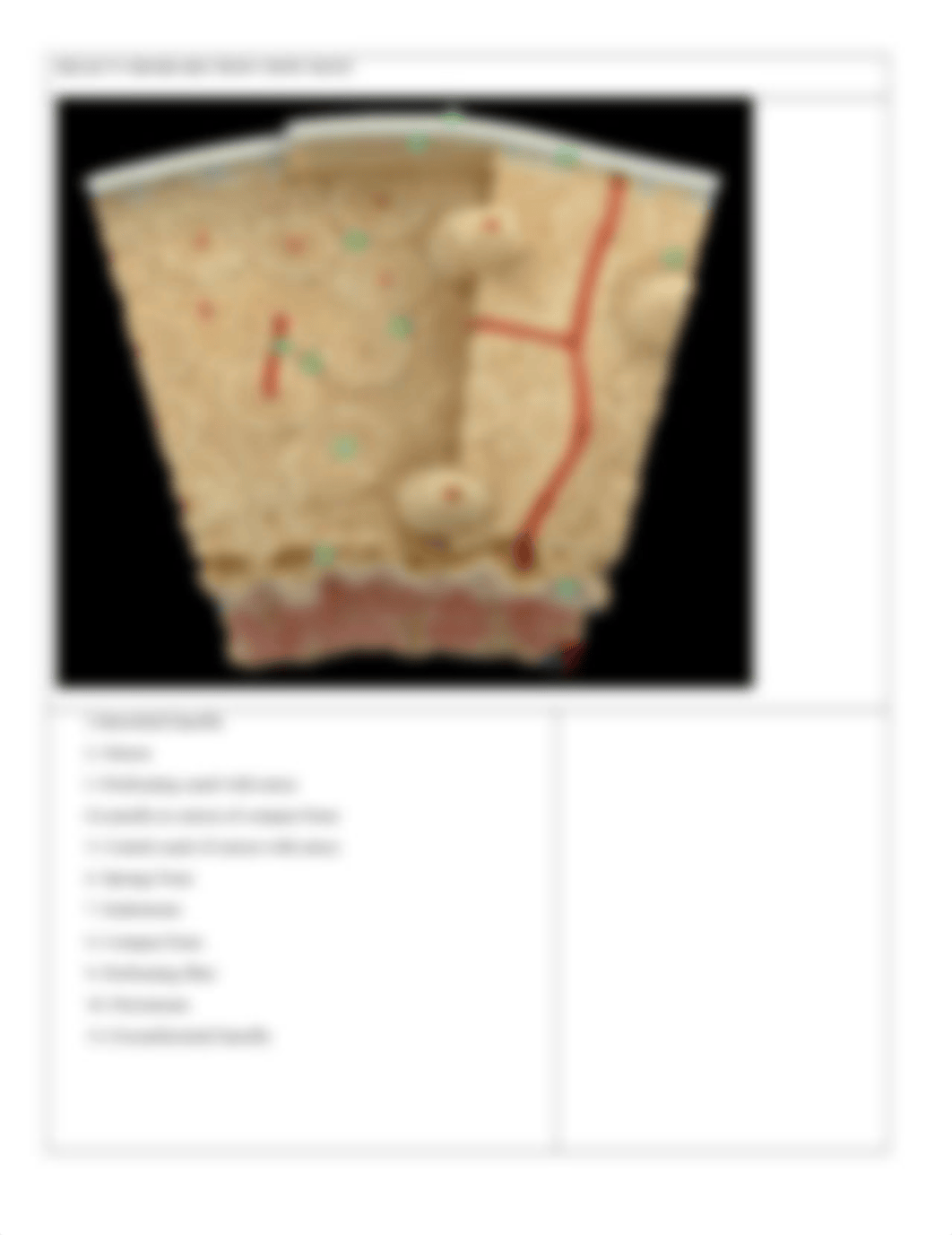 APR BONE HISTOLOGY.docx_dby8yuncfaz_page3