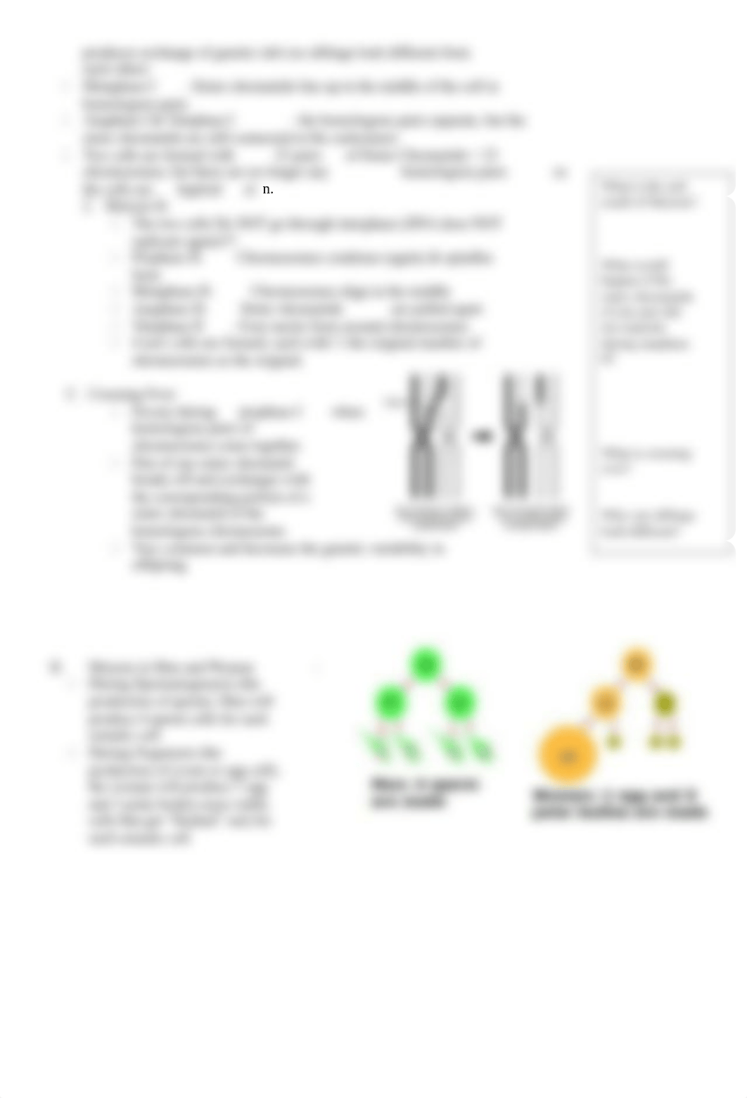 Unit 8 Meiosis and Mendelian Genetics notes.docx_dbyp3qm4iq6_page3