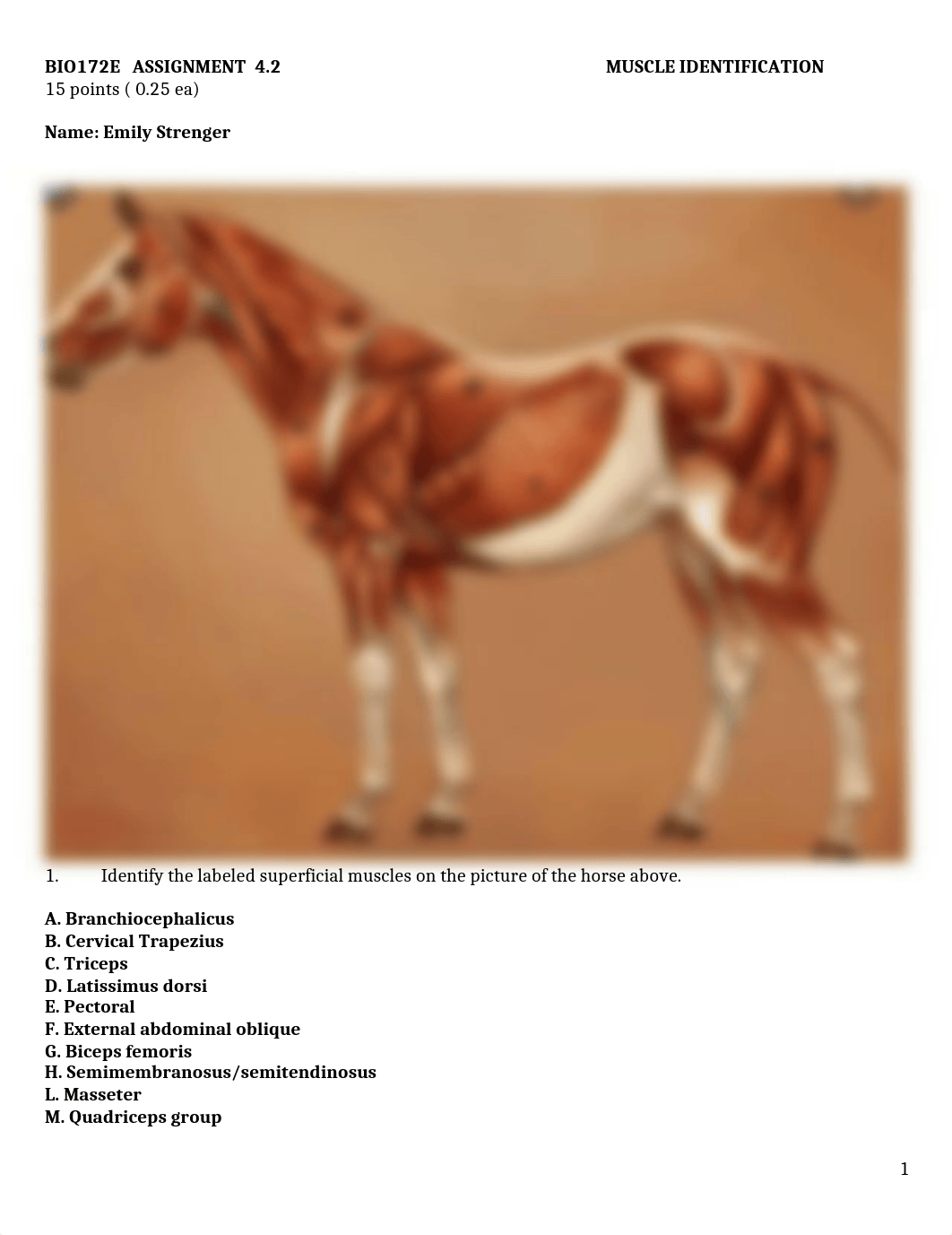 ASSN  4.2 Muscle Identification FINISHED.docx_dbyti7mzm6x_page1