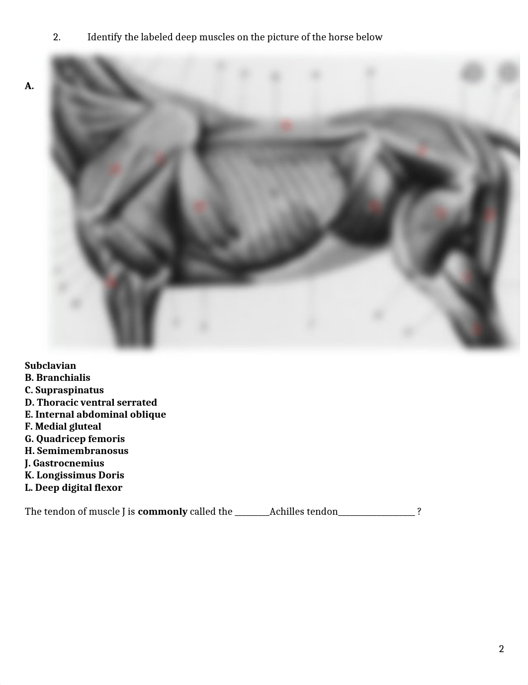 ASSN  4.2 Muscle Identification FINISHED.docx_dbyti7mzm6x_page2