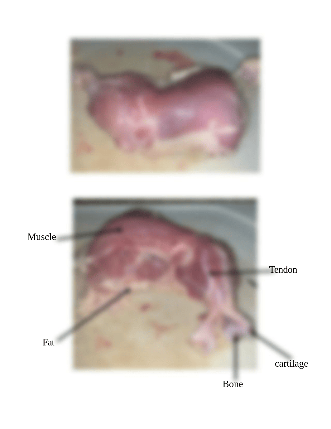 Dissection of a chicken leg.docx_dbz84soaoh1_page4