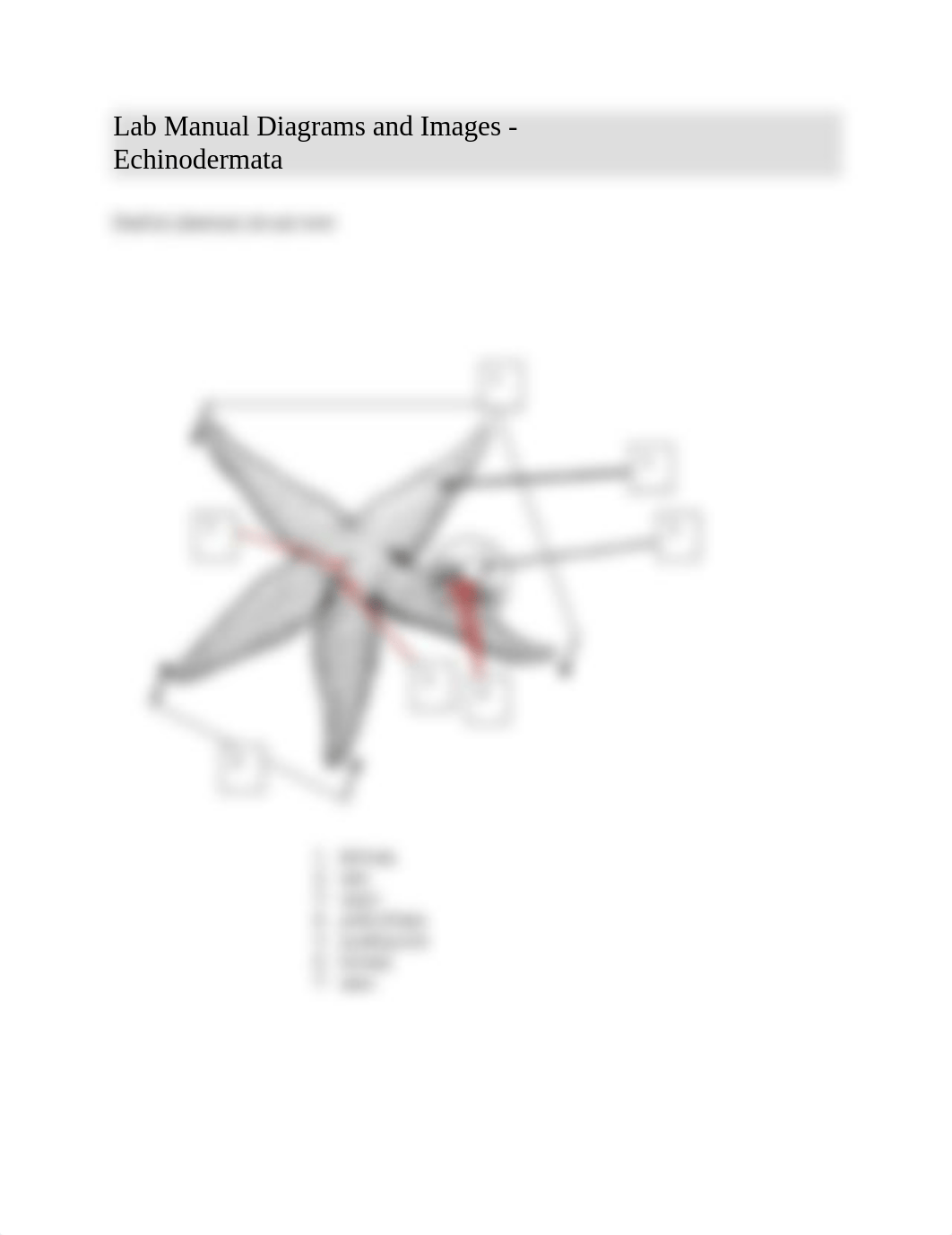 Lab Manual Diagrams and Images - Echinodermata.docx_dbzp25ml5gj_page1