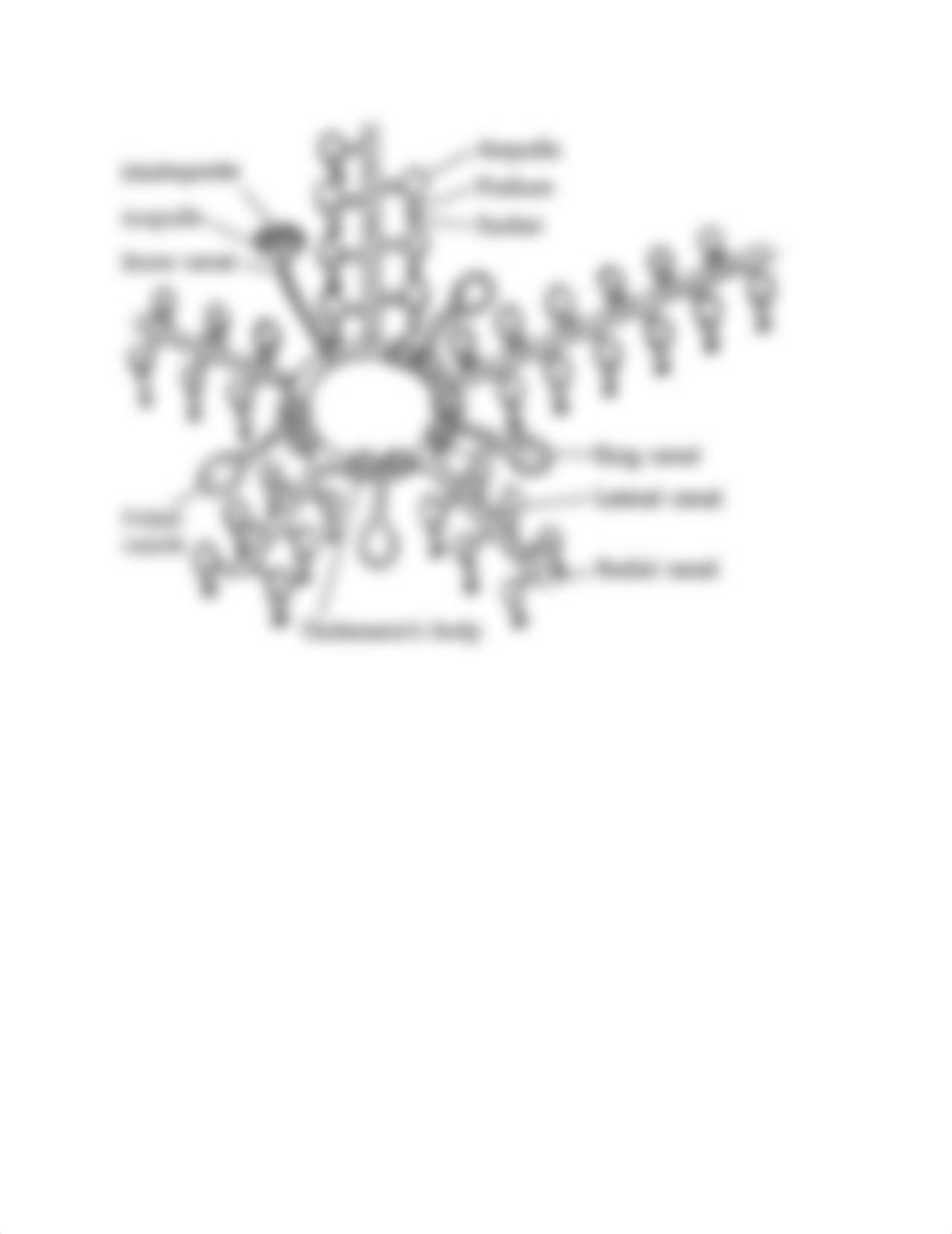 Lab Manual Diagrams and Images - Echinodermata.docx_dbzp25ml5gj_page4