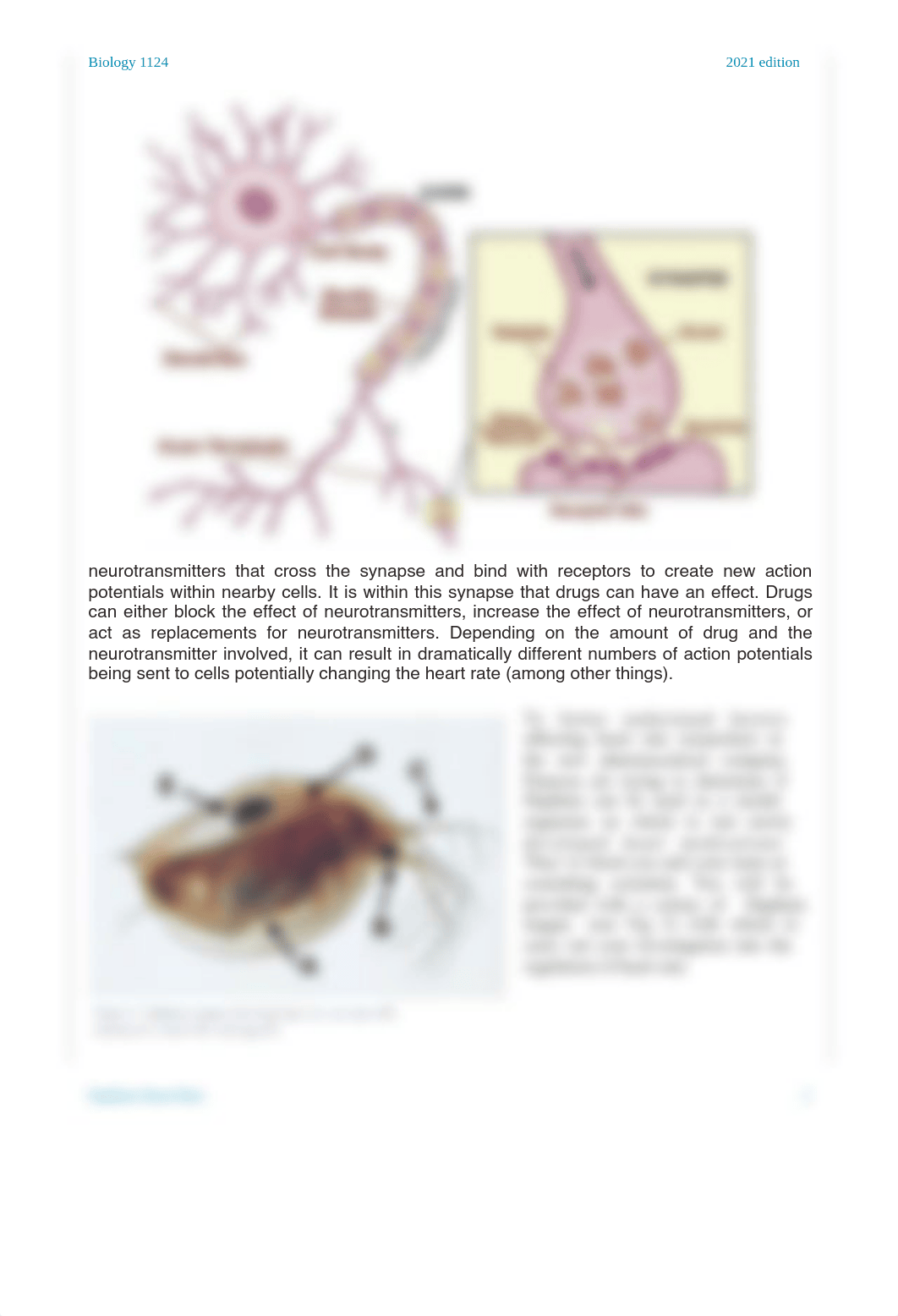 Daphnia Heart Rate-FA21.pdf_dc05136byjg_page2