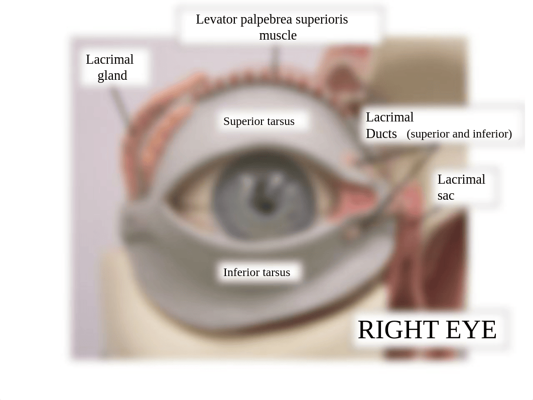 Eye_Ear_Models_Compressed.pptx_dc07xvt9d5r_page1