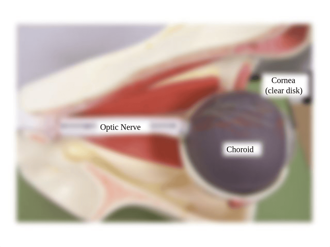 Eye_Ear_Models_Compressed.pptx_dc07xvt9d5r_page4