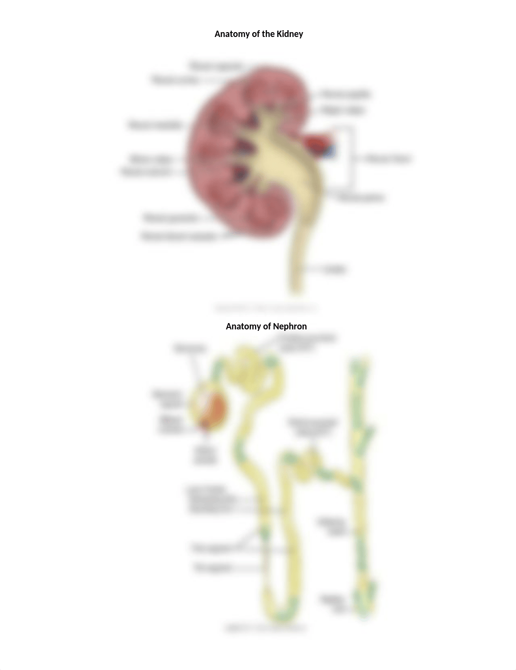 Renal and Urinary Systems.docx_dc0c2k020xw_page2