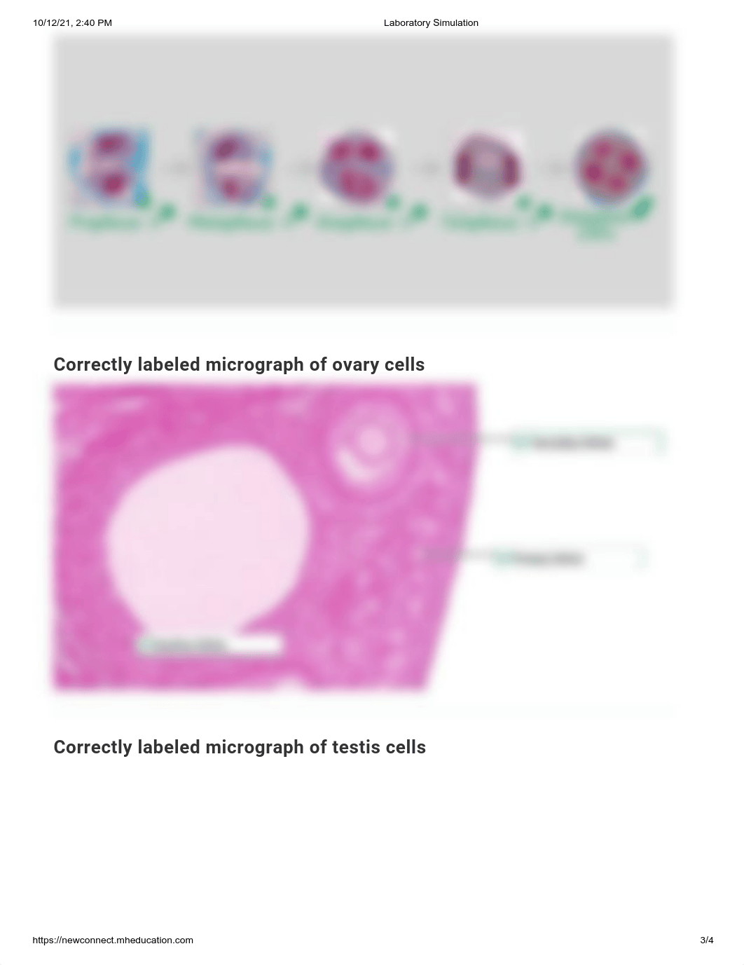 Cell Division - Examining Meiosis.pdf_dc0lruxn8b3_page3