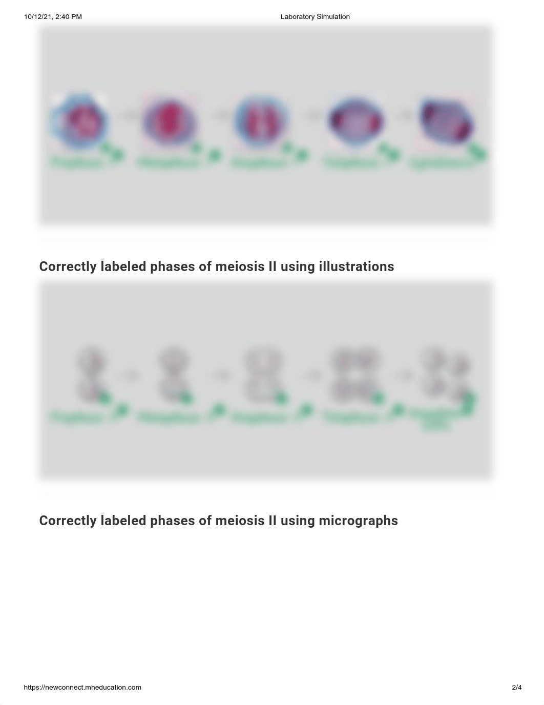 Cell Division - Examining Meiosis.pdf_dc0lruxn8b3_page2