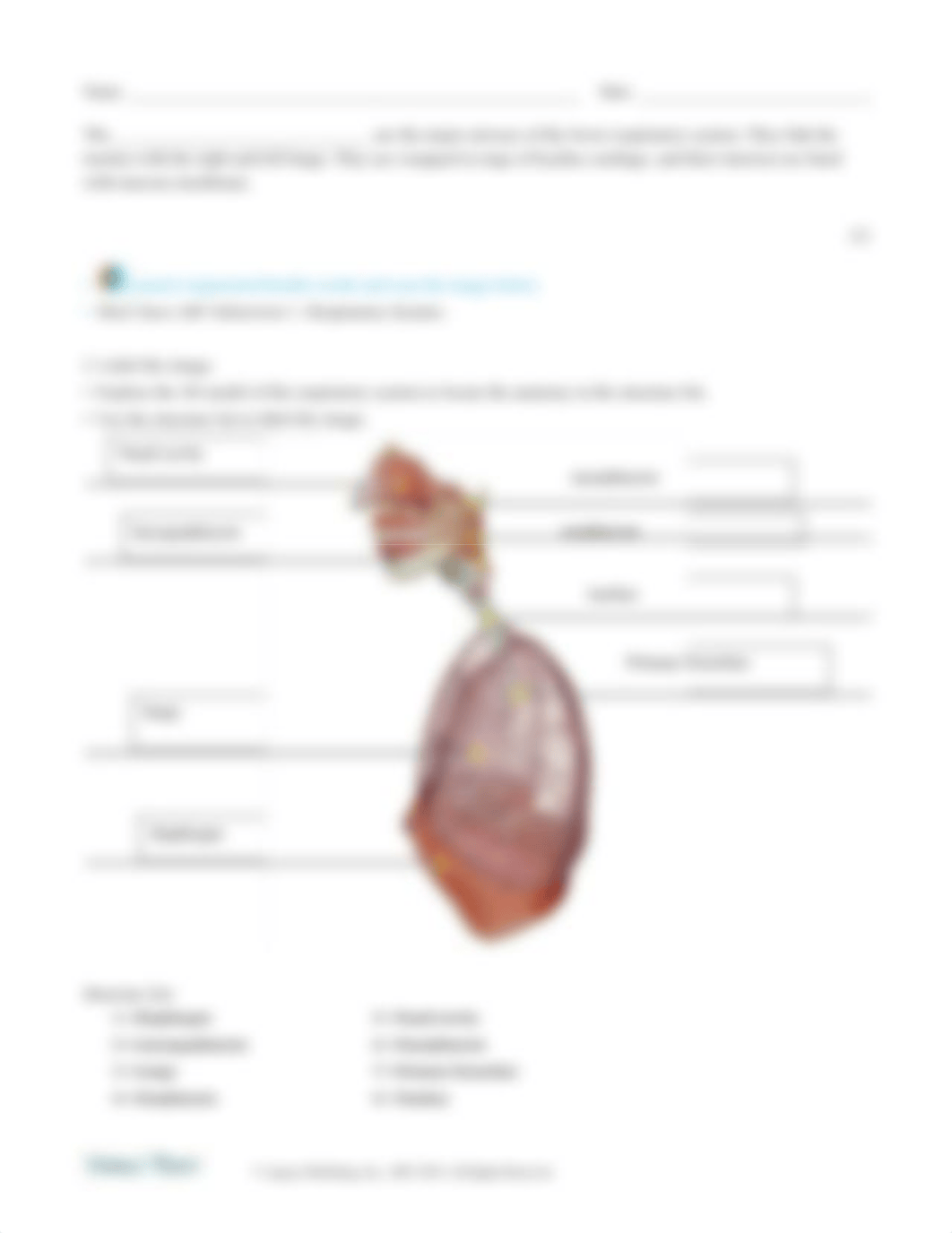 respiratory-lab-activity.docx_dc0o6wfughk_page3