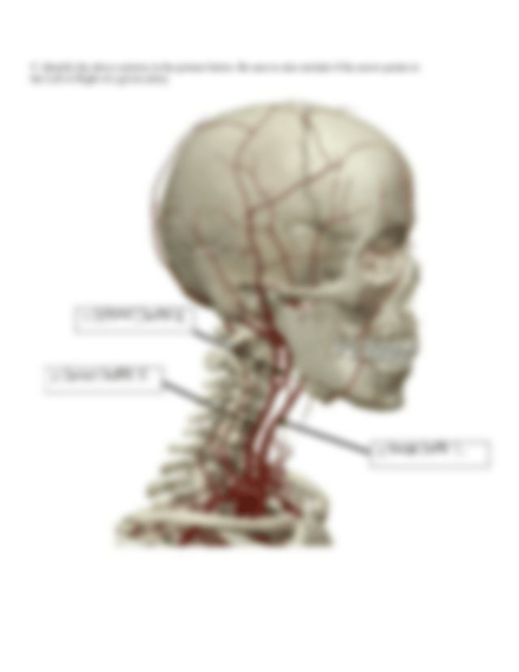 BIO 211 Lab 3 Artery Anatomy Via Visible Body SP2022 FINAL (1).pdf_dc0twpclnv4_page3