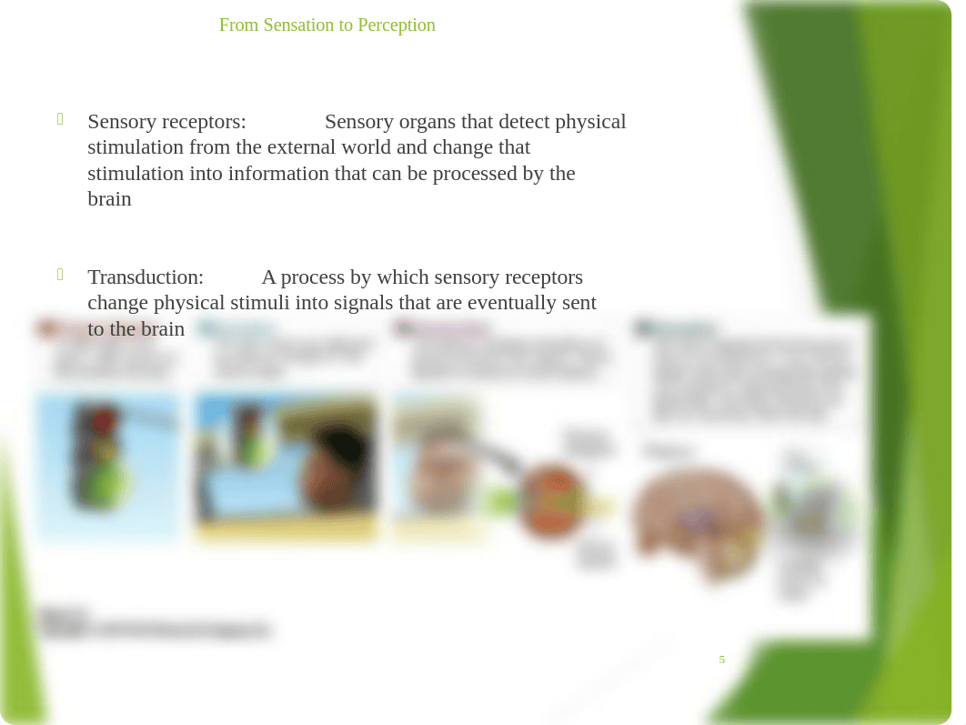 Chapter 5 - Sensation and Perception  .pptx_dc14l1wwxci_page5