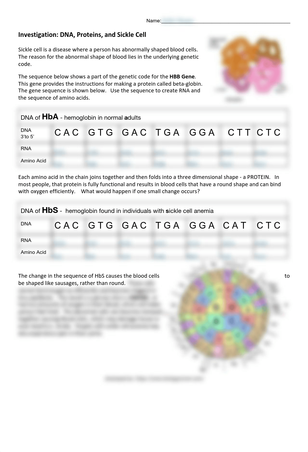 Kami Export - Protein%20Synthesis%20Sickle%20Cell%20Worksheet (1).pdf_dc31w9wzuki_page1