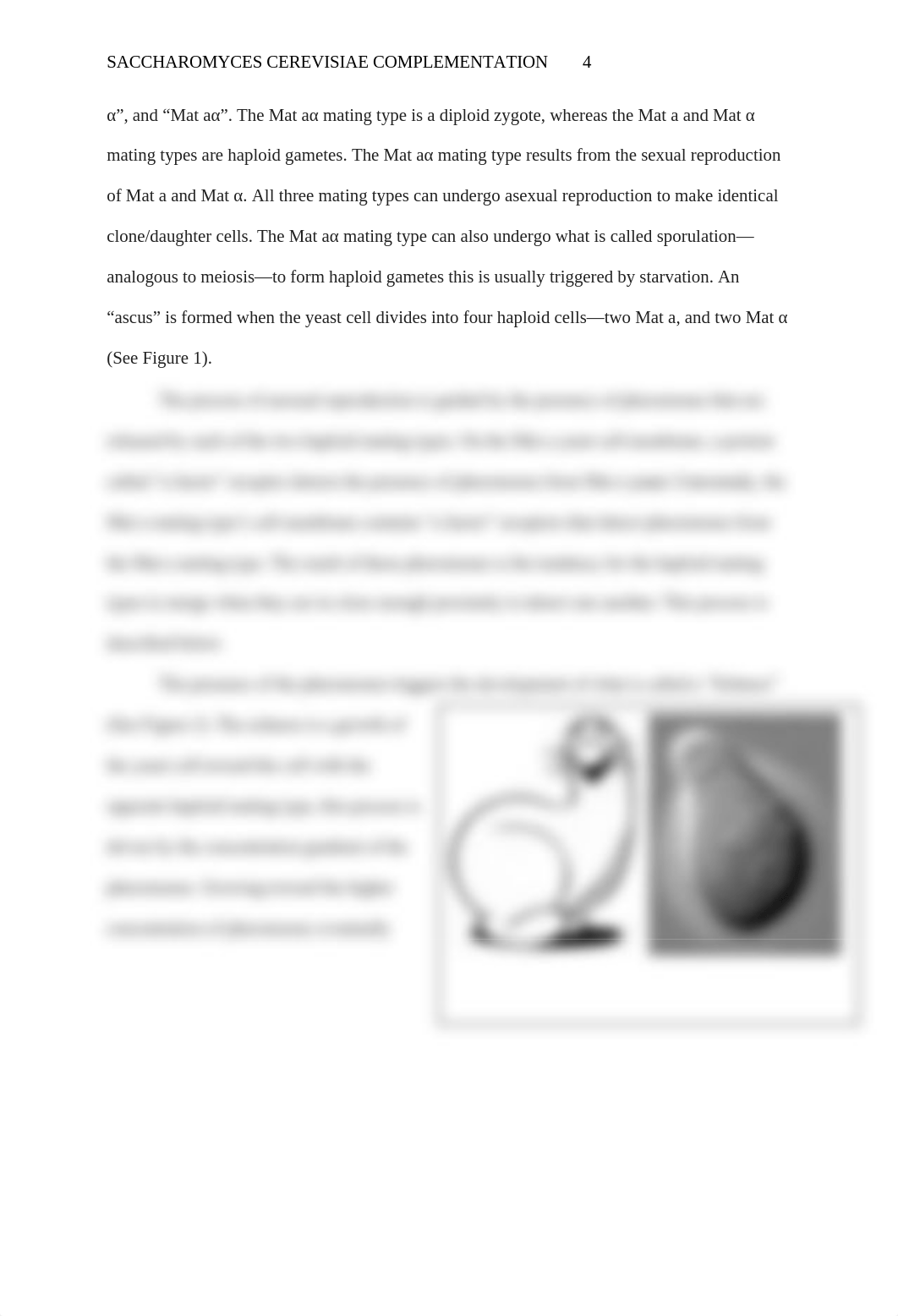 Genetics Yeast Lab Report.docx_dc4gsavj92e_page4