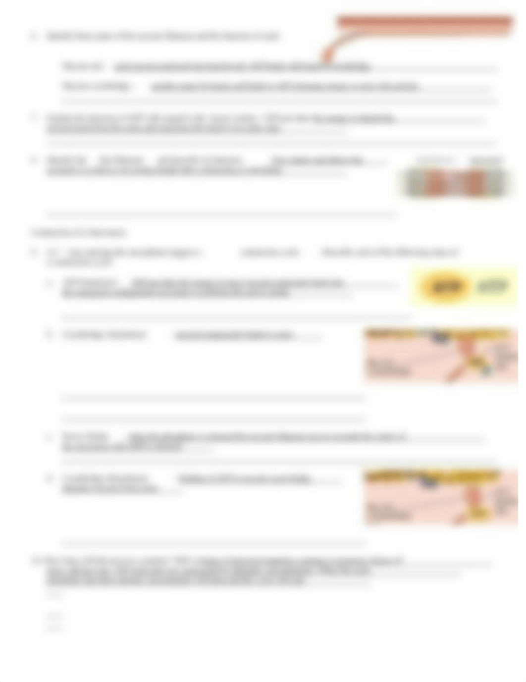 Chp 10 Contraction of Skeletal Muscle Cells.doc_dc5sgd8uwwa_page2