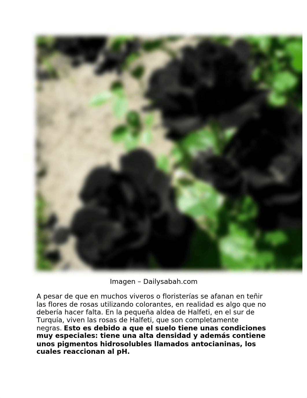 Rosas negras1.docx_dc6n4iftle9_page3