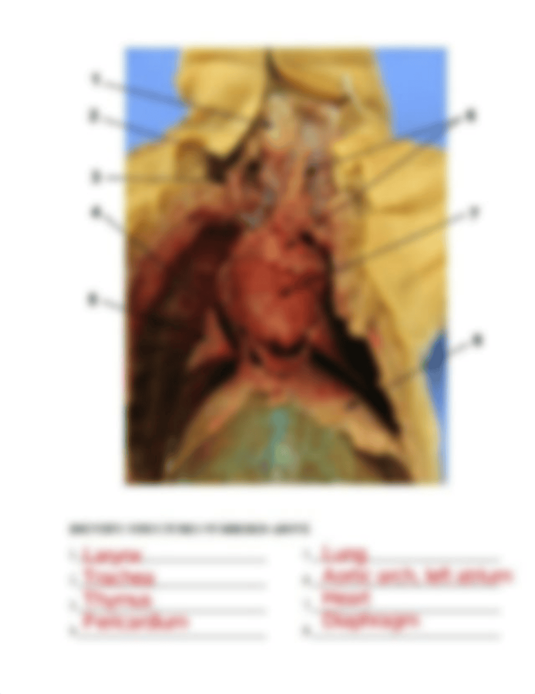 Fetal Pig Dissection Lab Review Questions- SHERISSE.pdf_dc6pl5c39ek_page2