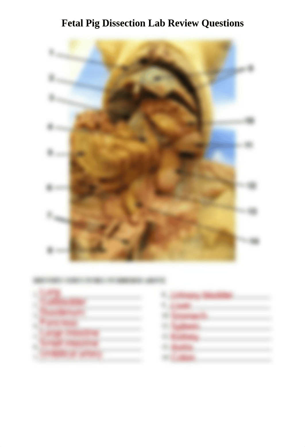 Fetal Pig Dissection Lab Review Questions- SHERISSE.pdf_dc6pl5c39ek_page1