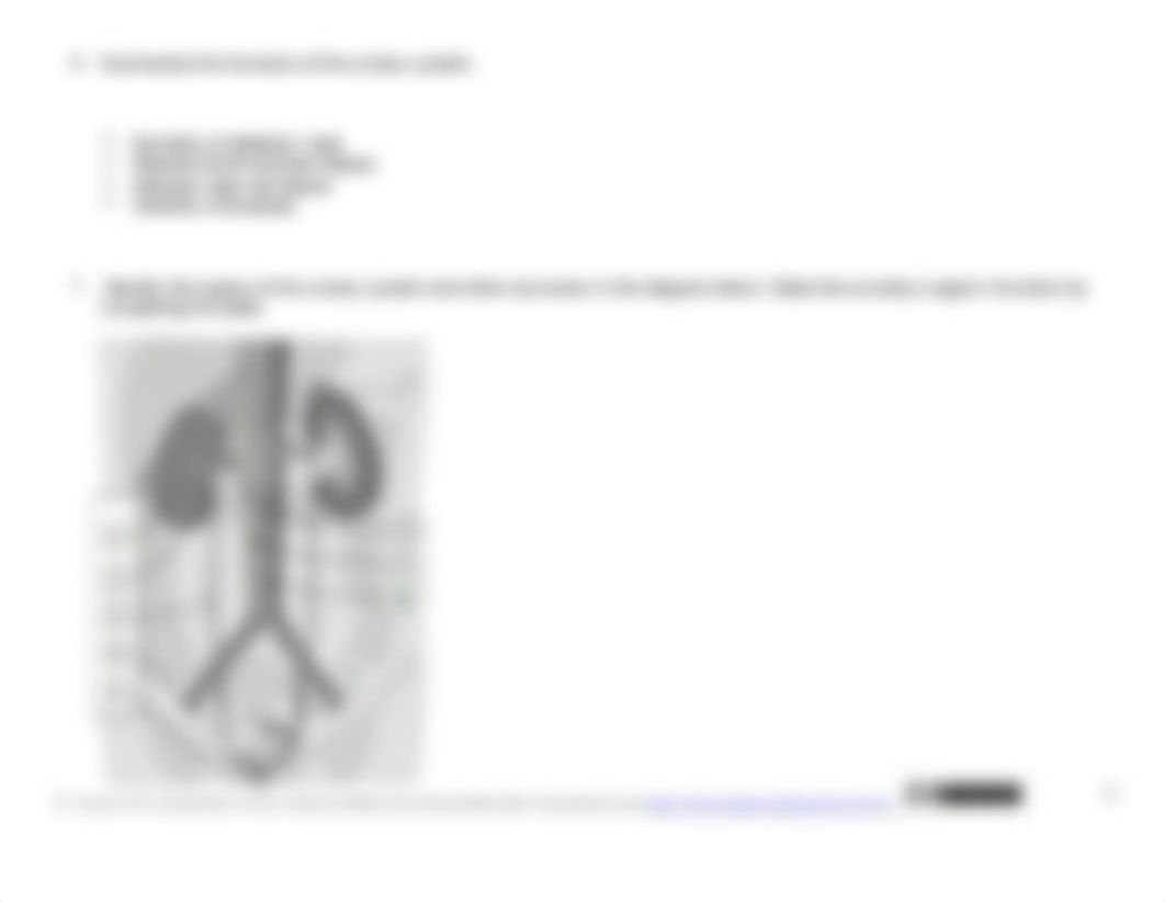 week 11 Integumentary and Urinary System Concept Check.docx_dc737x2sxww_page4