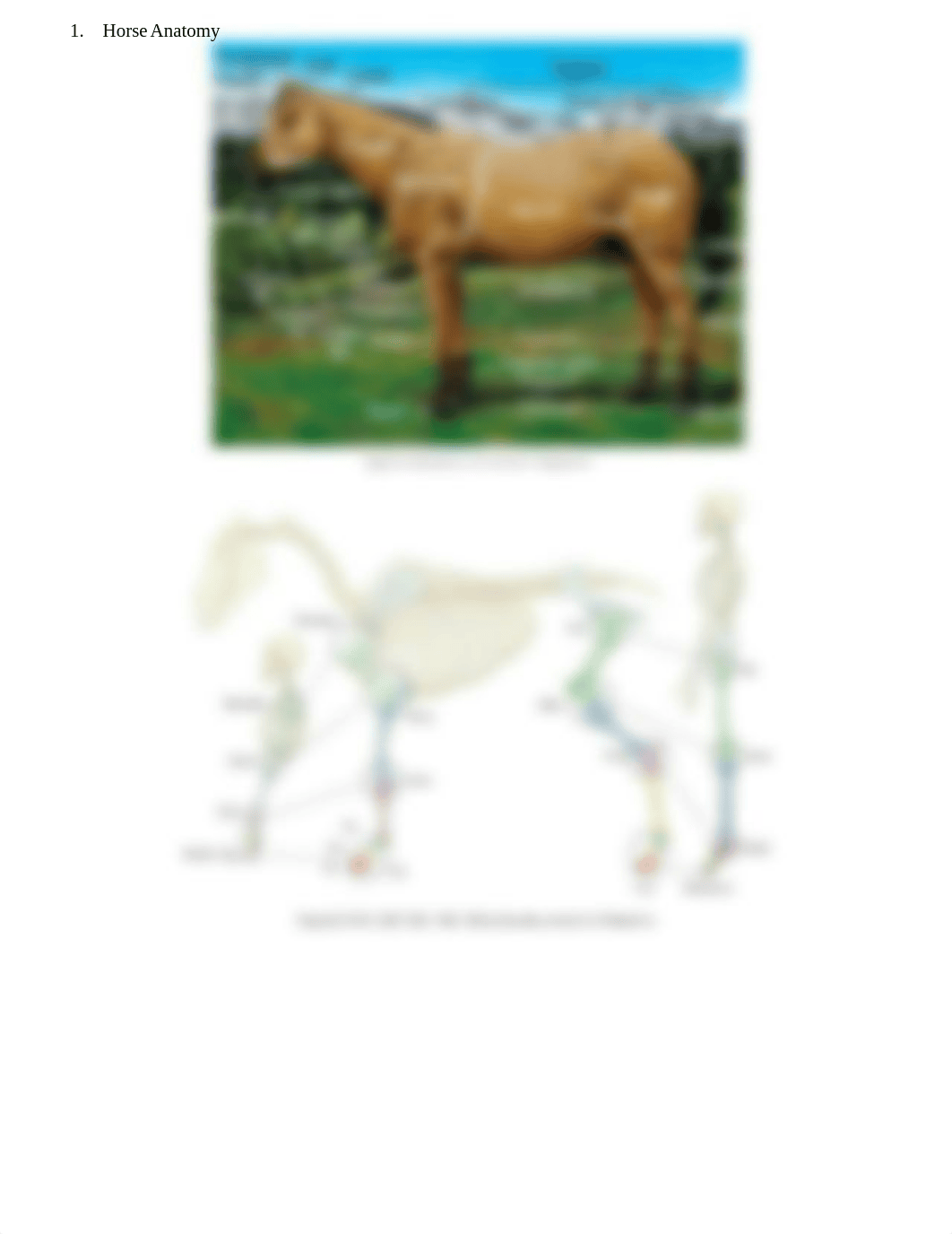 Equine Radiography Worksheet.docx_dc76og5ry4d_page2