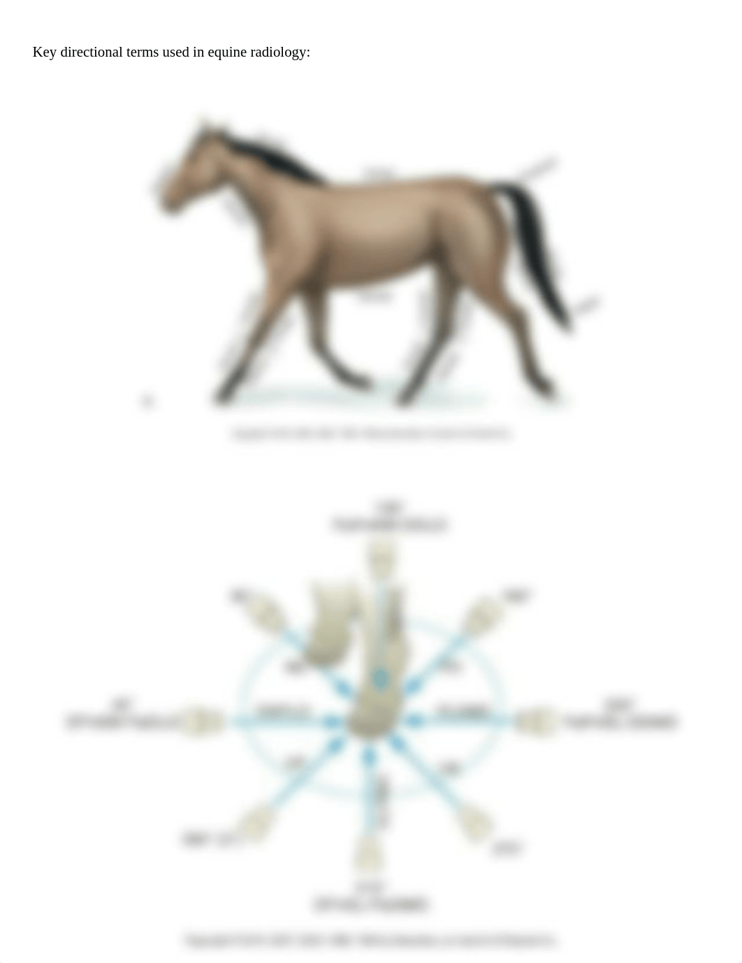 Equine Radiography Worksheet.docx_dc76og5ry4d_page5