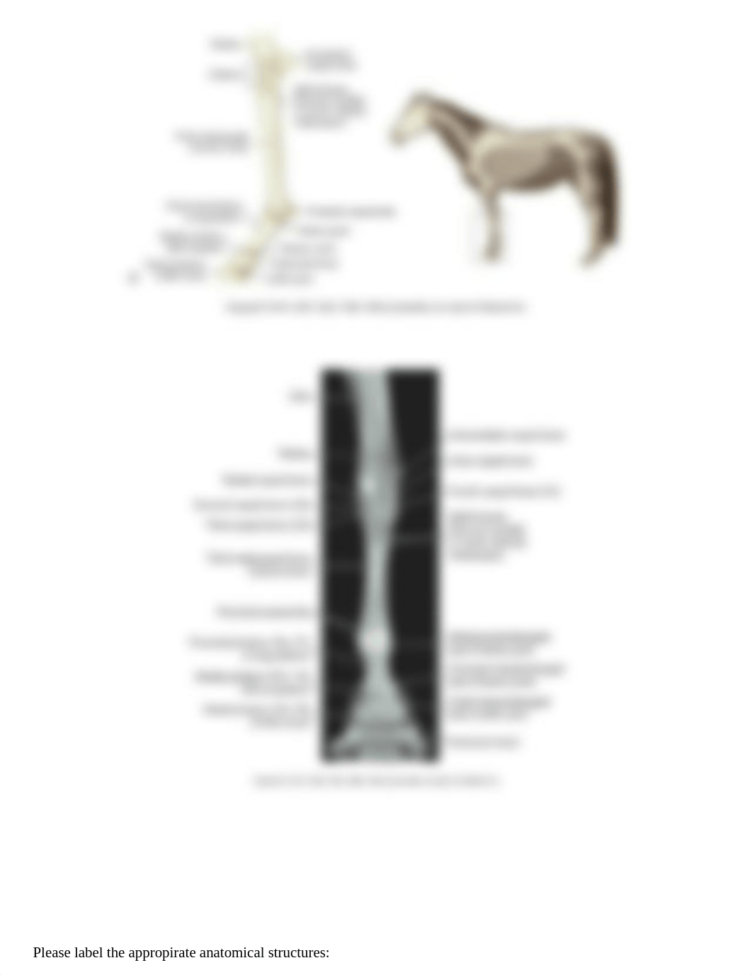 Equine Radiography Worksheet.docx_dc76og5ry4d_page3