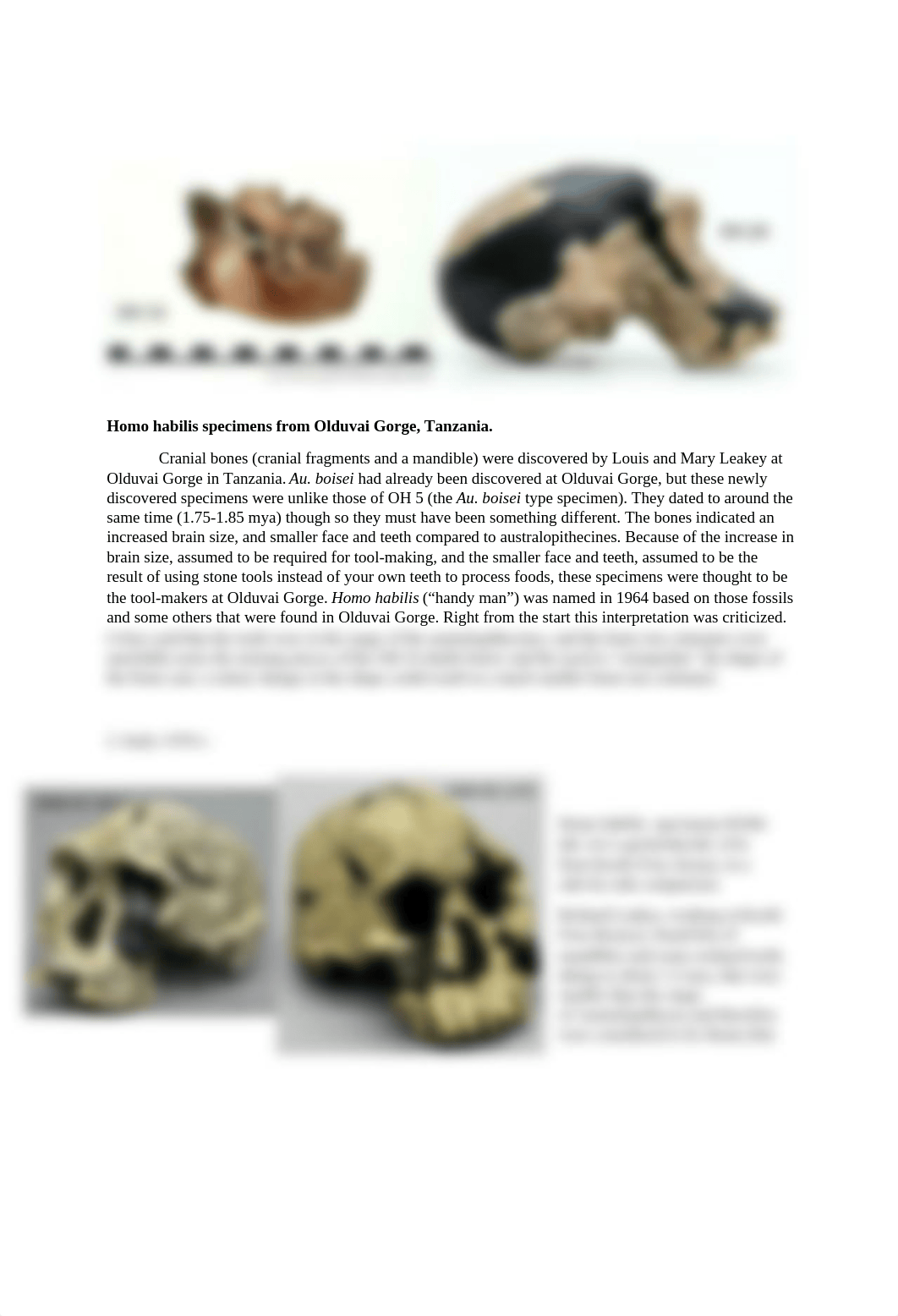 L20 Candidates for the Genus Homo Ancestor.docx_dc7cplx4et4_page2