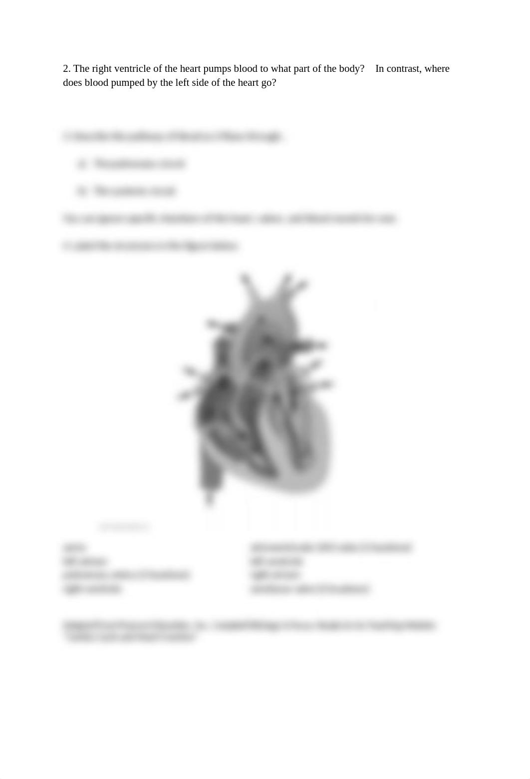 Circulatory and Respiratory Systems Lab Bio 102.docx_dc7klvz40gj_page3