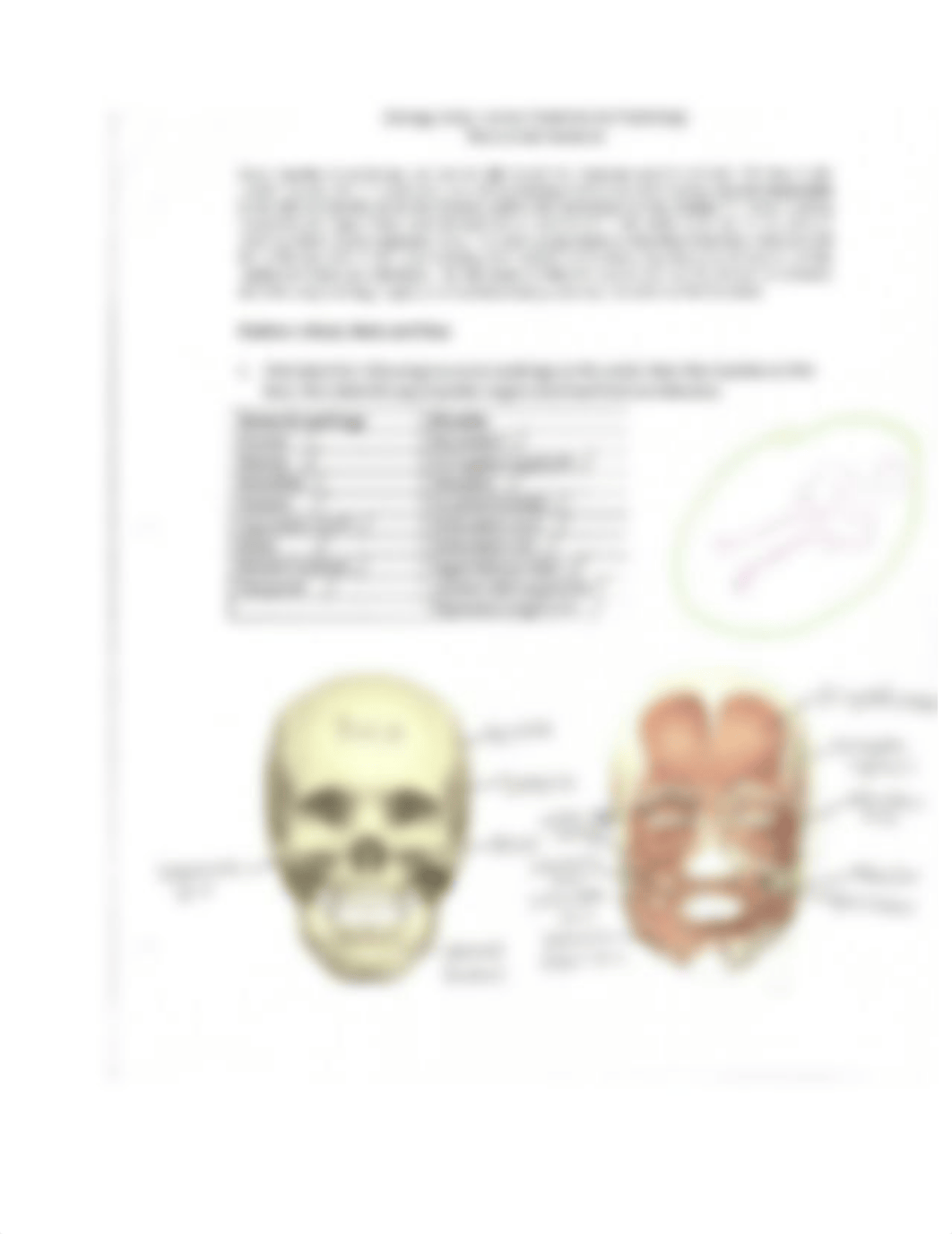 Muscle Lab (Head, Neck, & Face)_dc7pioael6w_page1