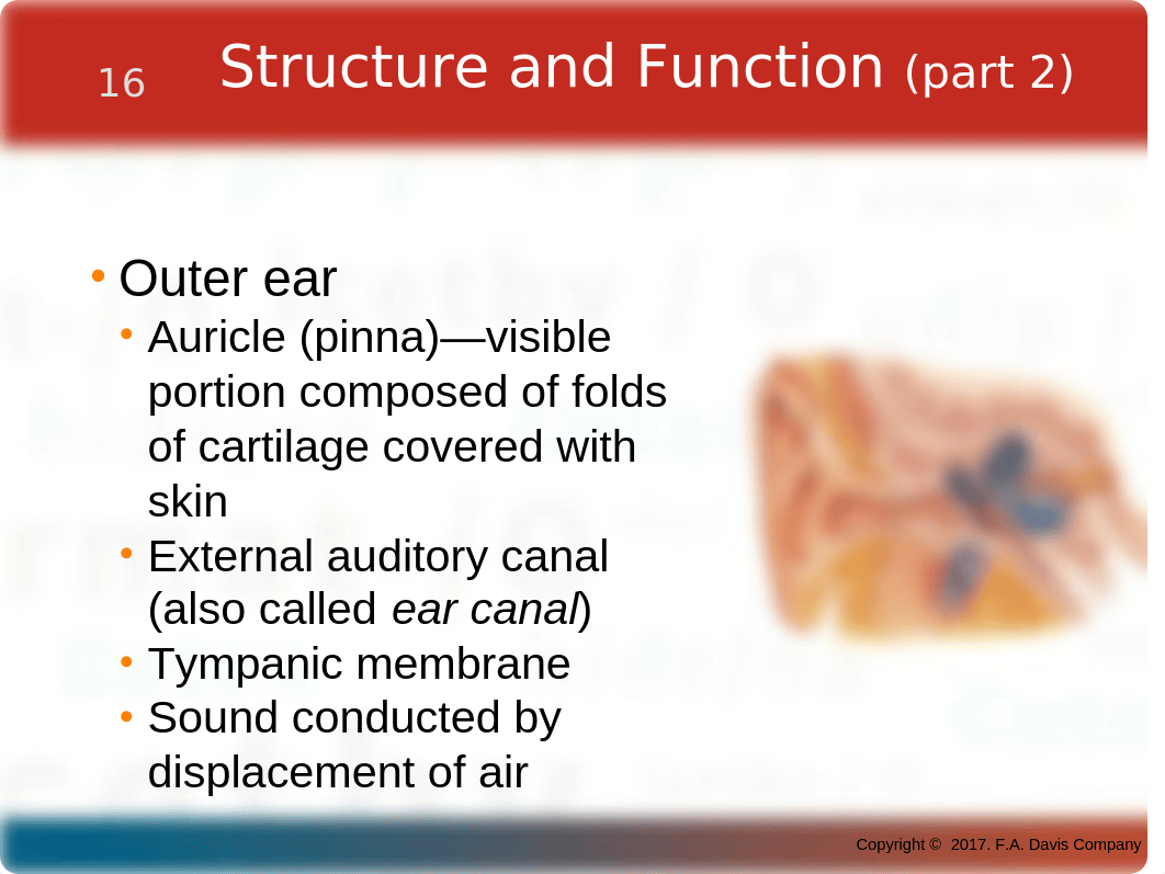 CH16_Ears.pptx_dc87jfssneq_page3