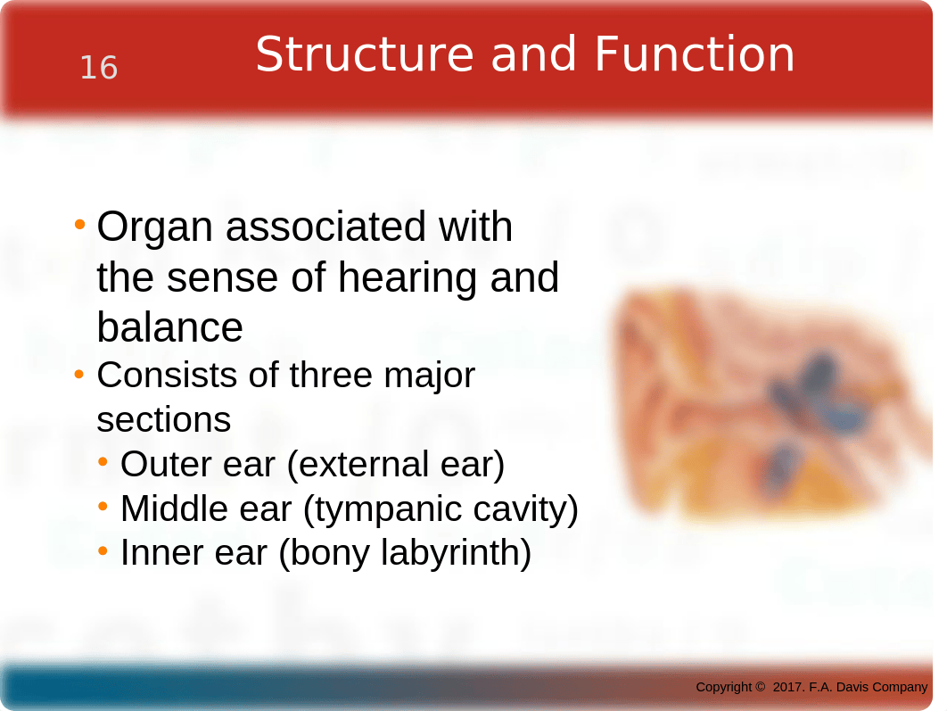 CH16_Ears.pptx_dc87jfssneq_page2
