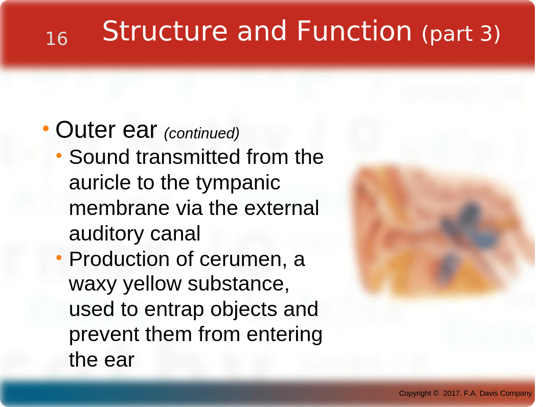 CH16_Ears.pptx_dc87jfssneq_page4
