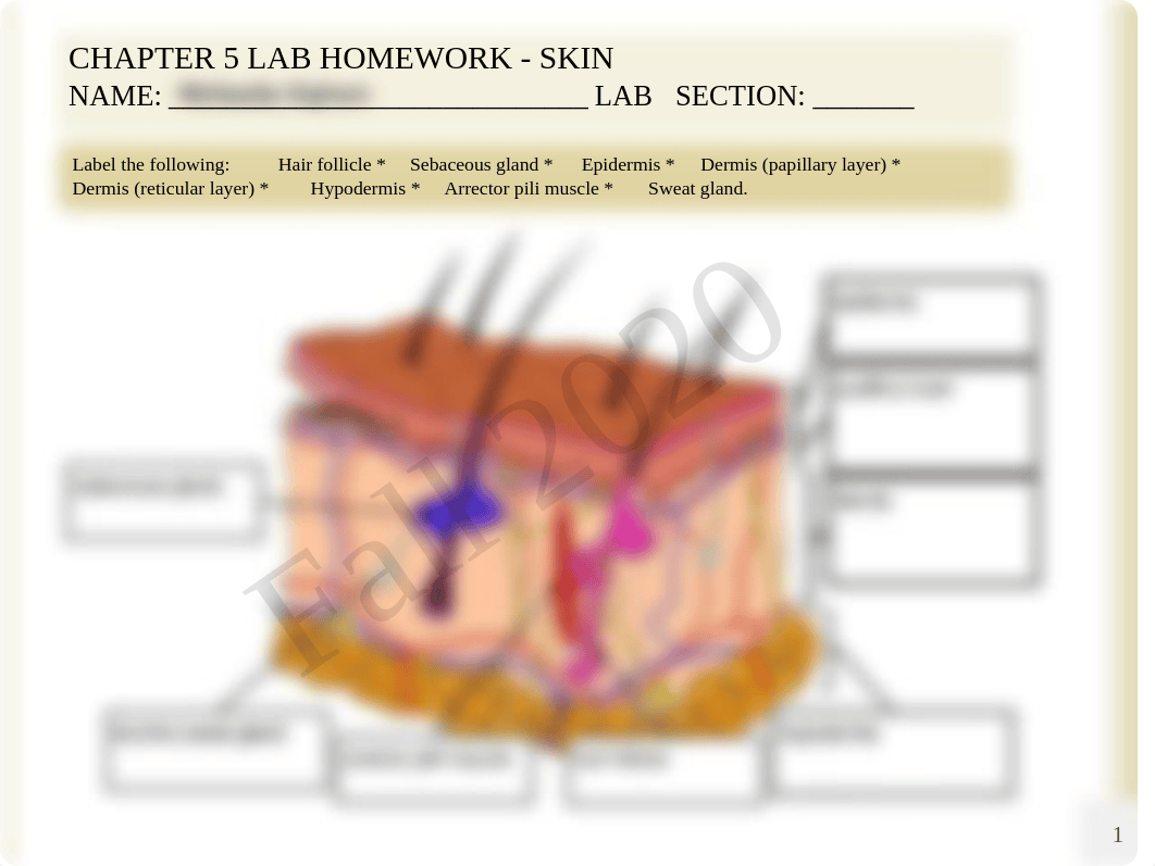 Anatomy And Physiology Online Chapter 5 Lab Fillable_B (1)-1.pdf_dc9a0t6f78t_page1