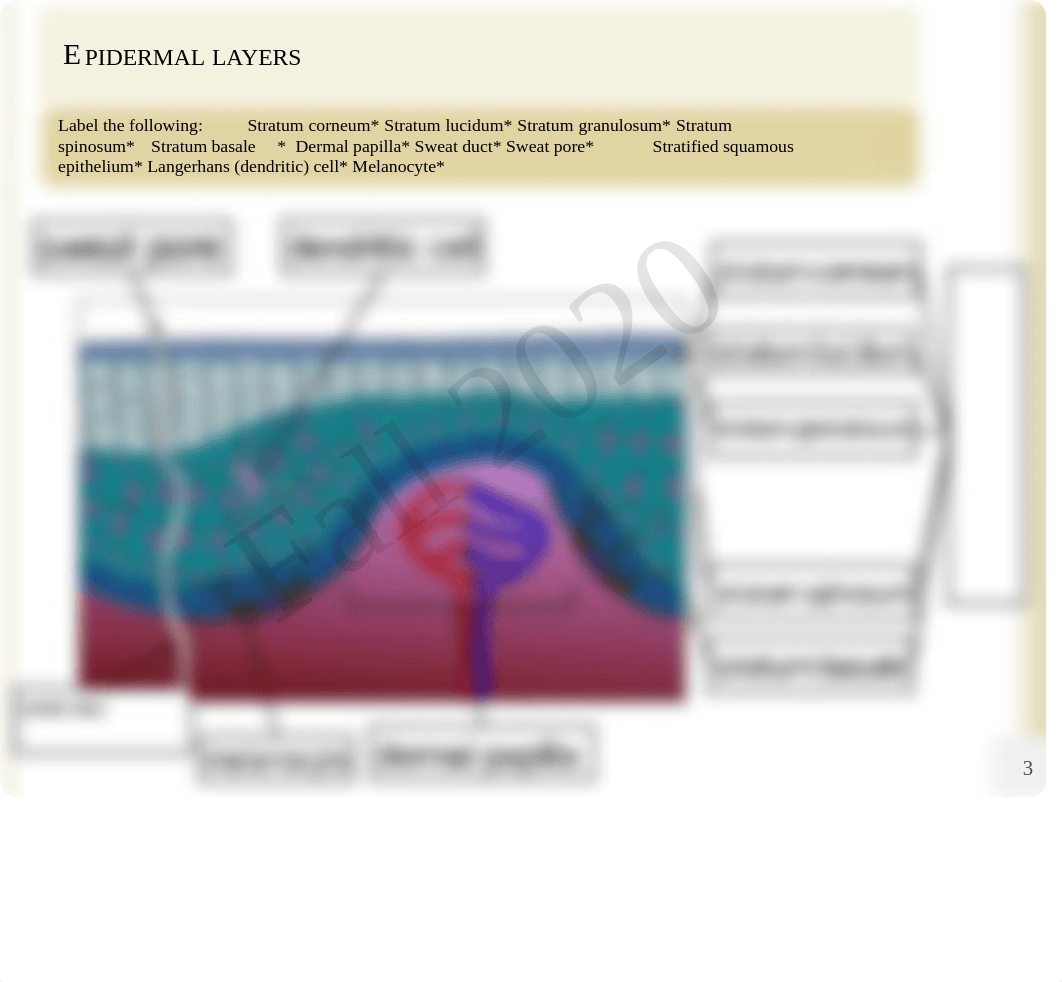 Anatomy And Physiology Online Chapter 5 Lab Fillable_B (1)-1.pdf_dc9a0t6f78t_page3