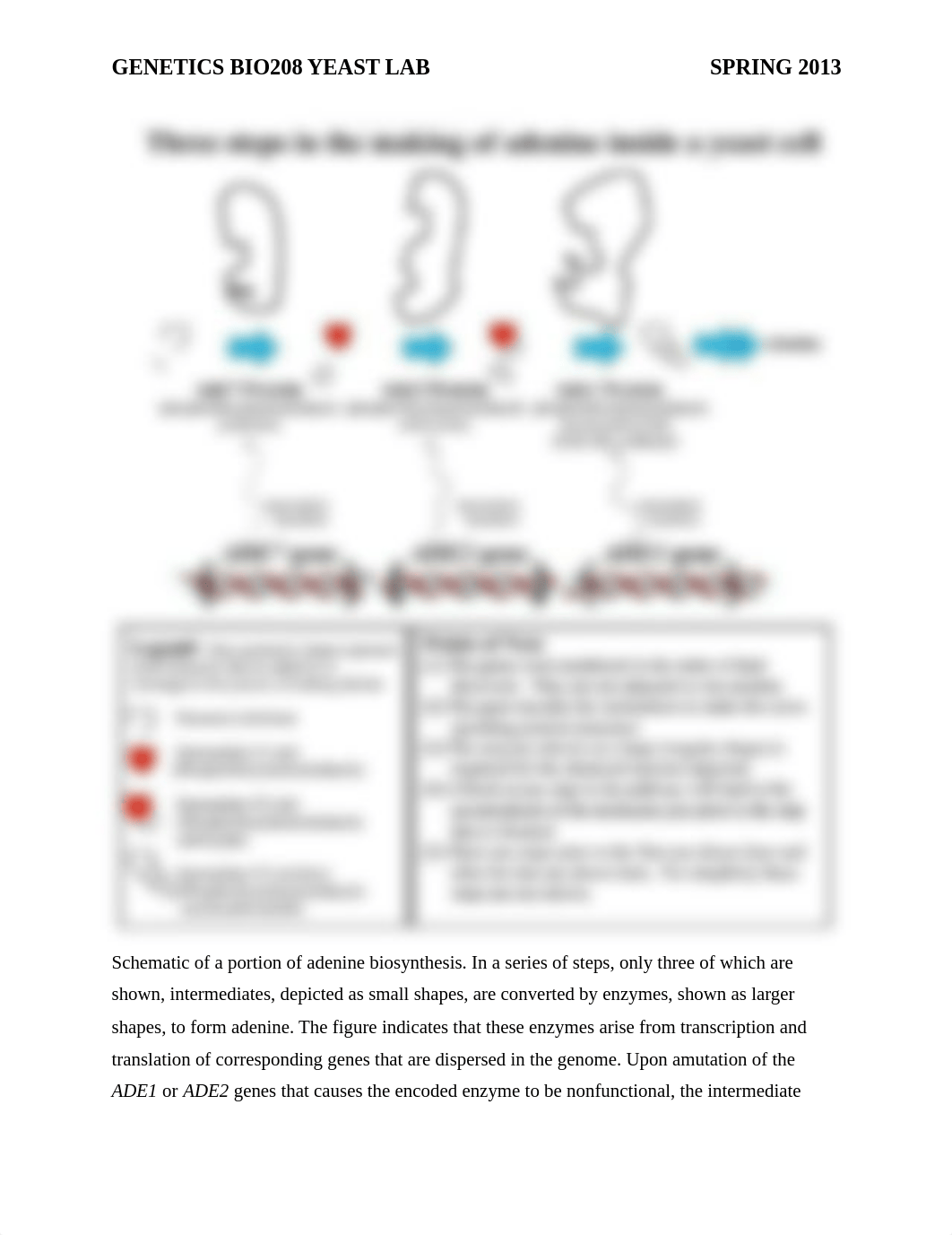 Genetics+BIO208+Adenine+Biosynthesis_dc9rf7hgg8m_page1