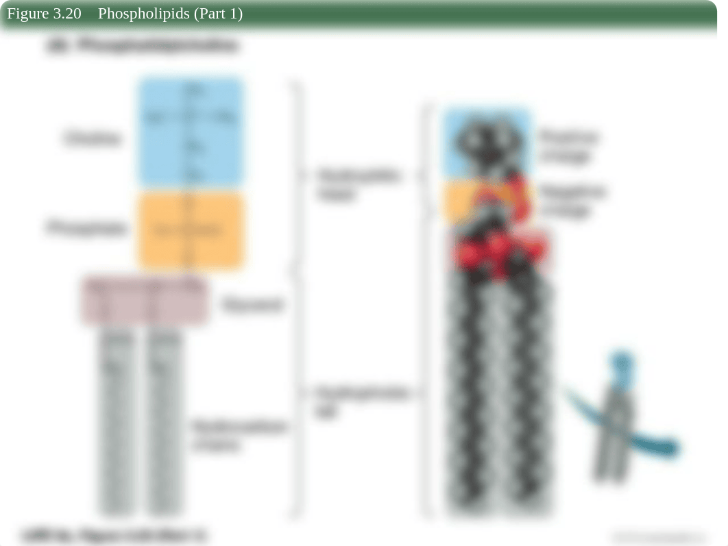 Modules 1-5 PowerPoint Review.ppt_dc9smz8hjvn_page5