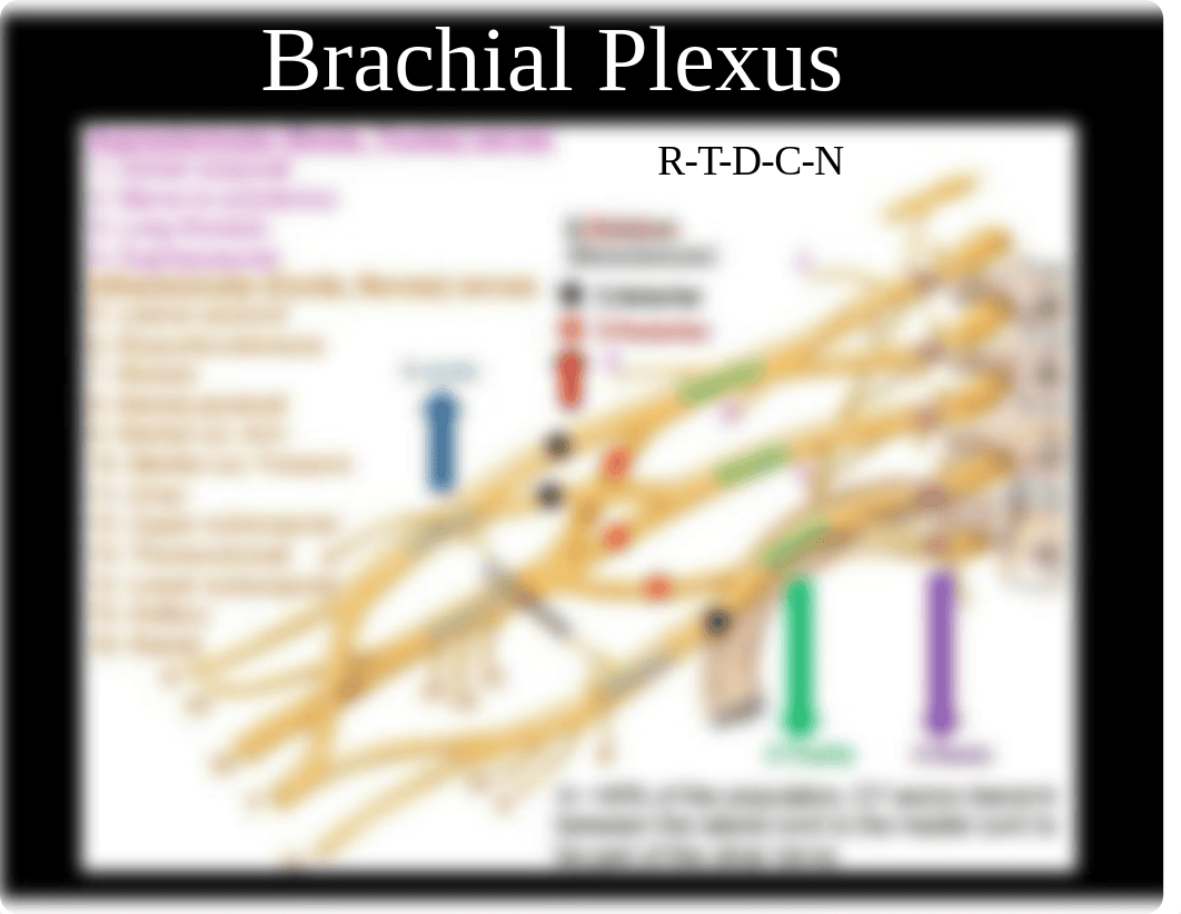 Anatomy Mini 2 review.pdf_dca8i67qyp4_page5