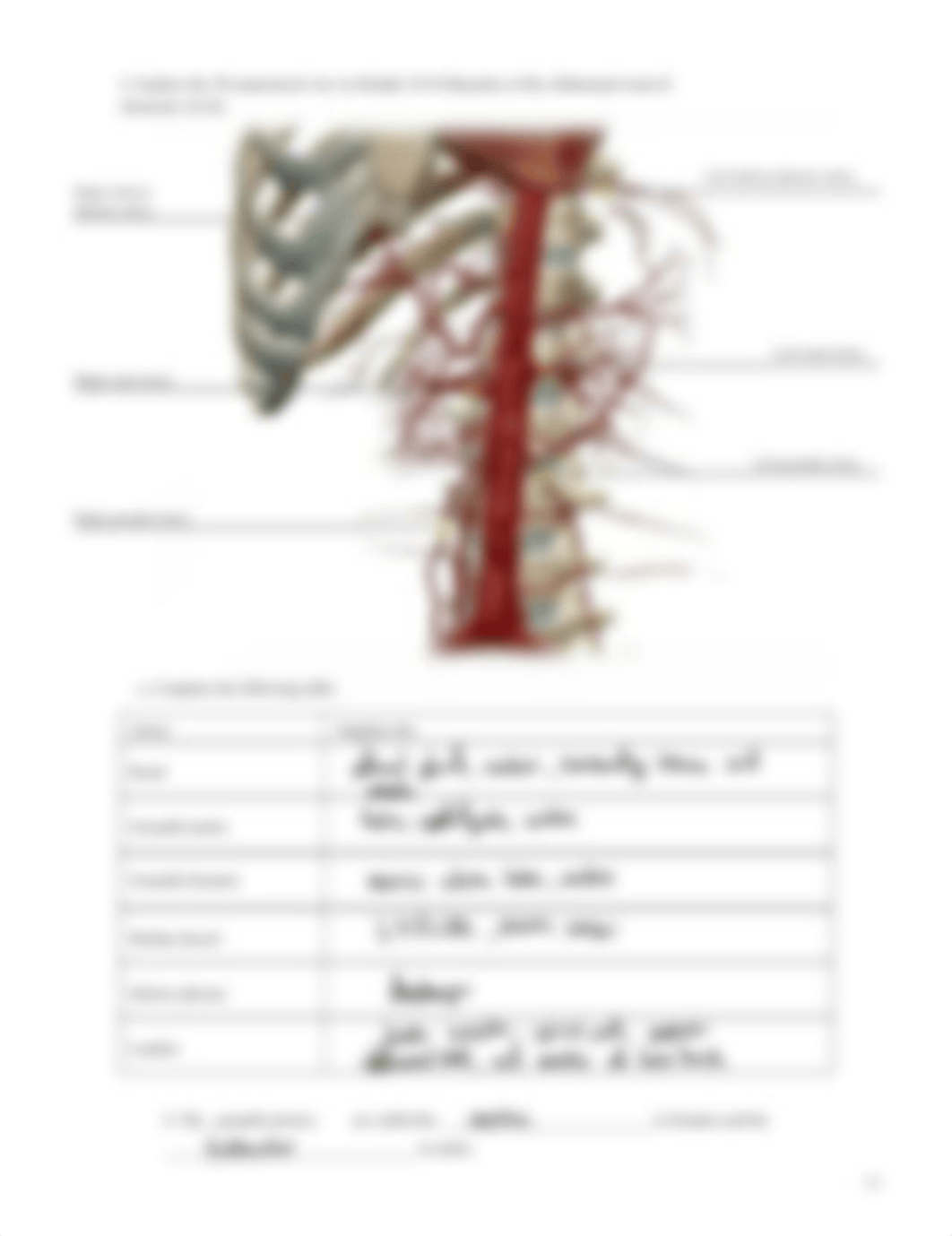 Lab_Activity_-_Blood_Vessels_II.pdf_dcaeidecwgz_page5