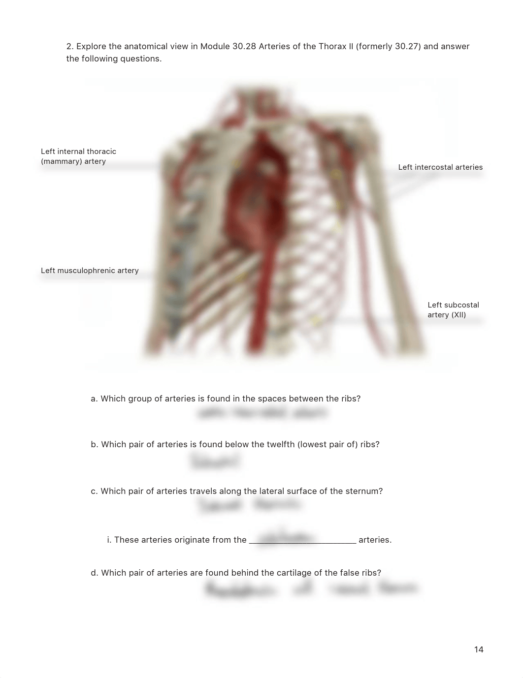 Lab_Activity_-_Blood_Vessels_II.pdf_dcaeidecwgz_page2