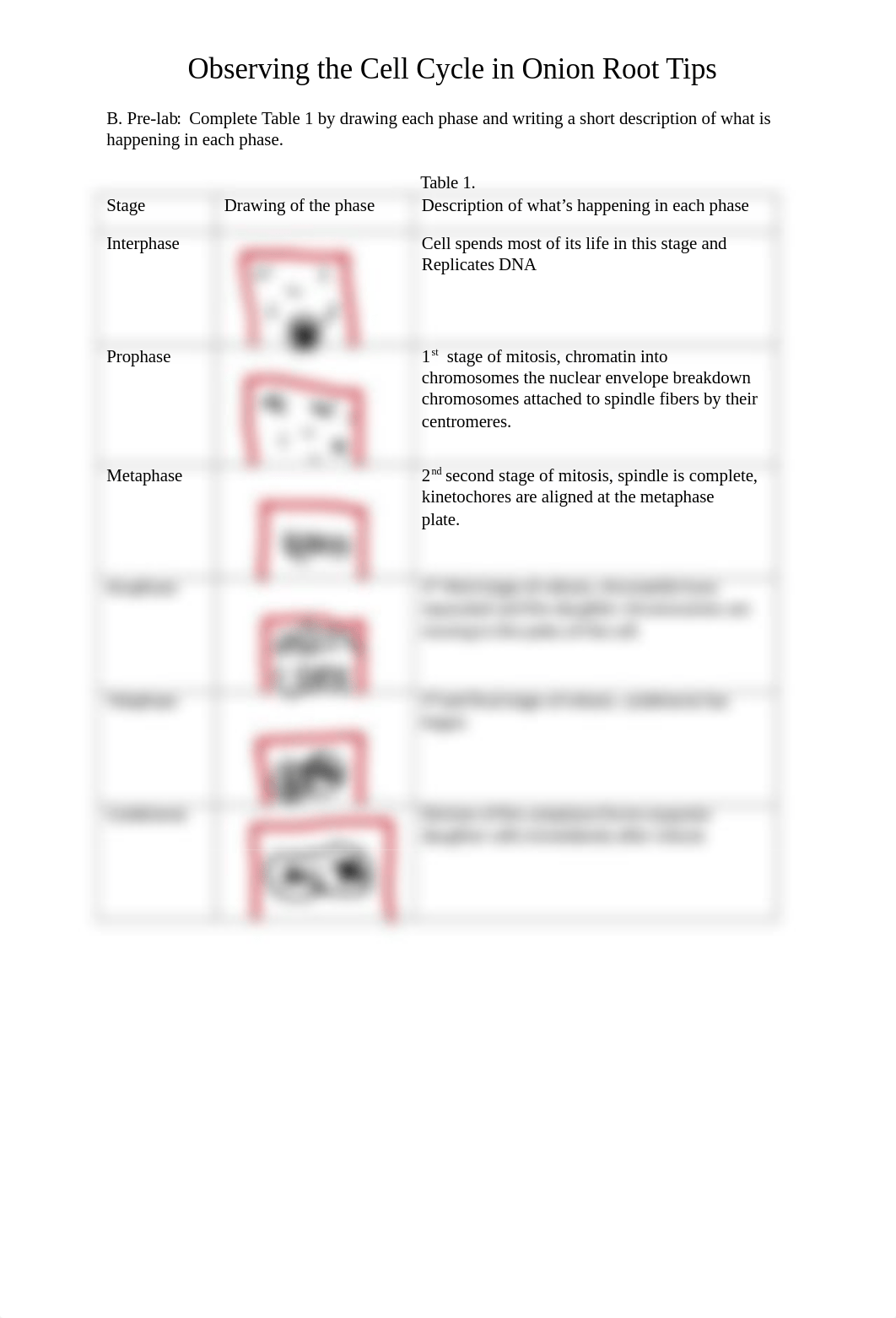 Allium Cell Cycle Worksheet (edgar).docx_dcai5h8bmon_page2