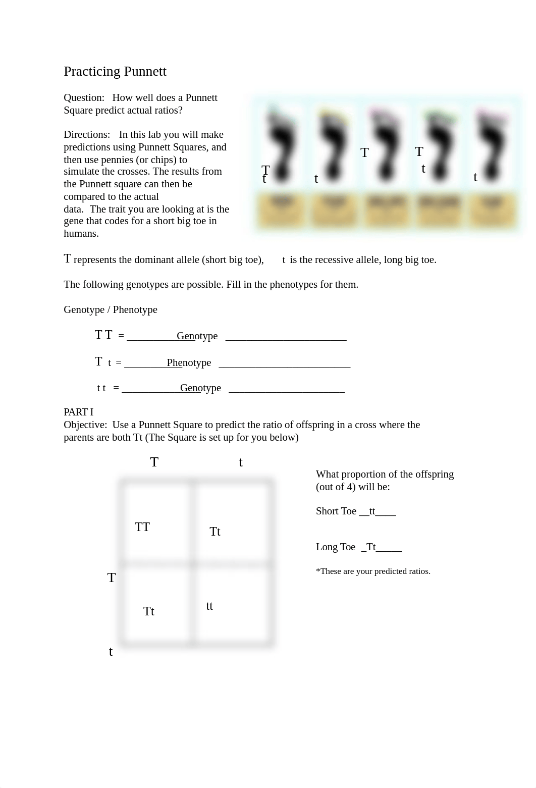 Punnett Square Simulation-1 (1).docx_dcam182yol3_page1