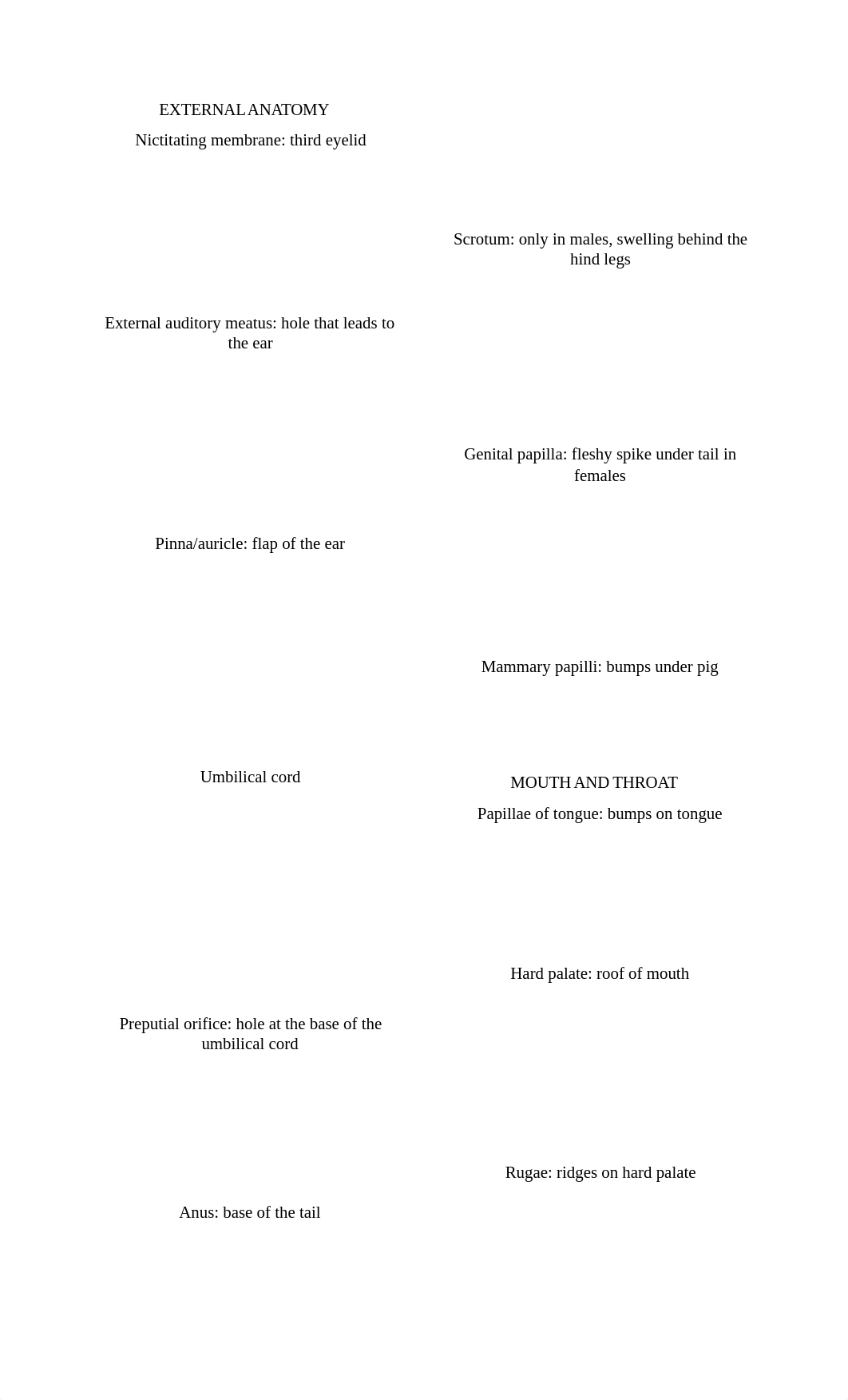 Fetal Pig anatomy.docx_dcan0rxrbqu_page1